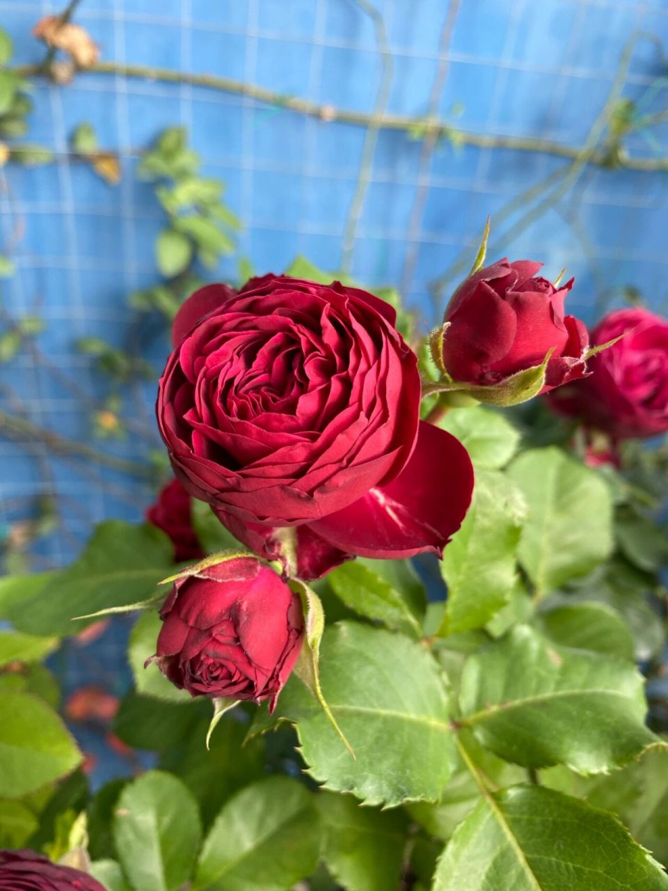 红色蕾丝 月季 暗红色的花瓣,质感厚实 丰花多头,花量大 成簇开放,花