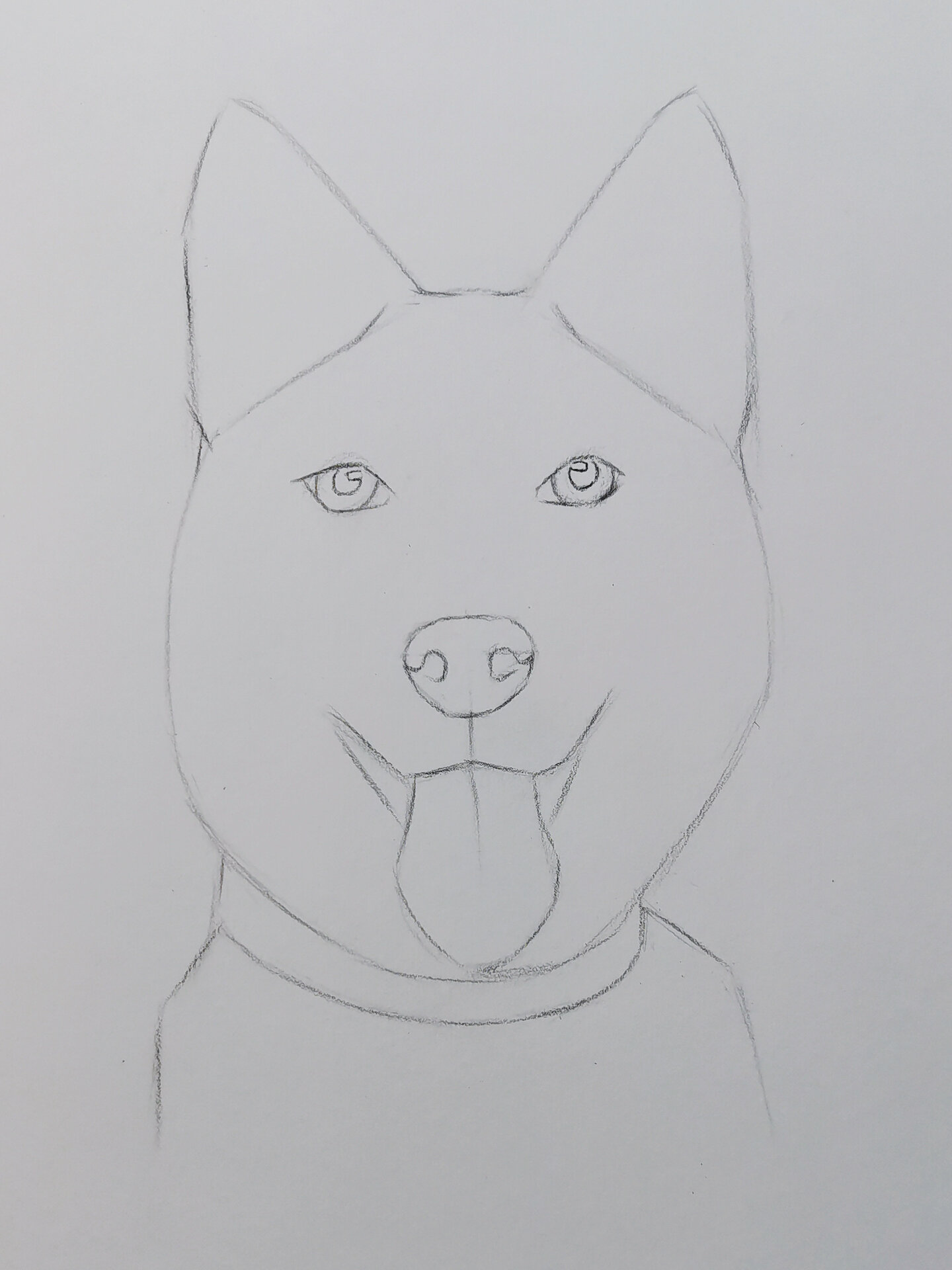 素描哈士奇 | 详细步骤 画个椭圆 逐渐细化形体,前期可以多用几何形