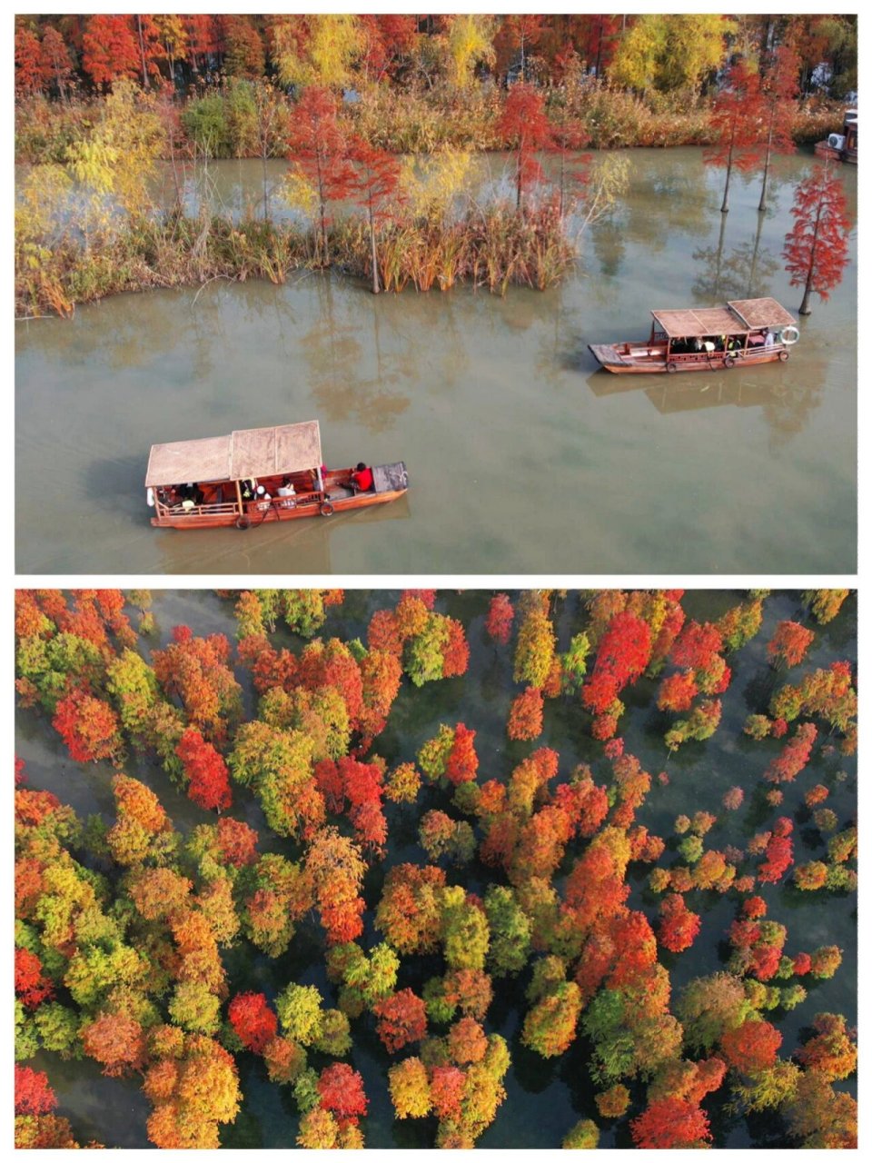 池杉湖湿地公园滁州图片