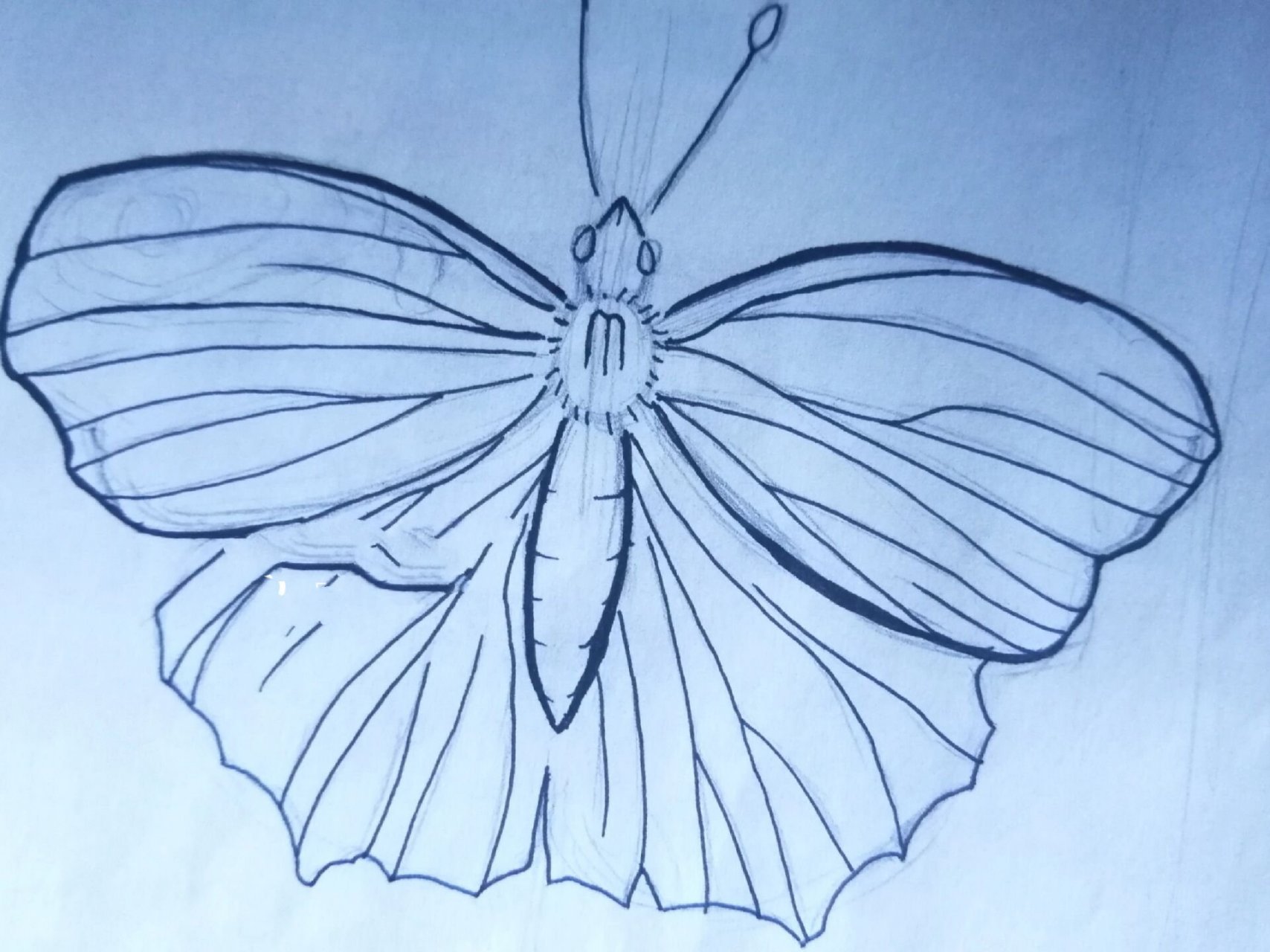 昆虫记大孔雀蝶手绘图片