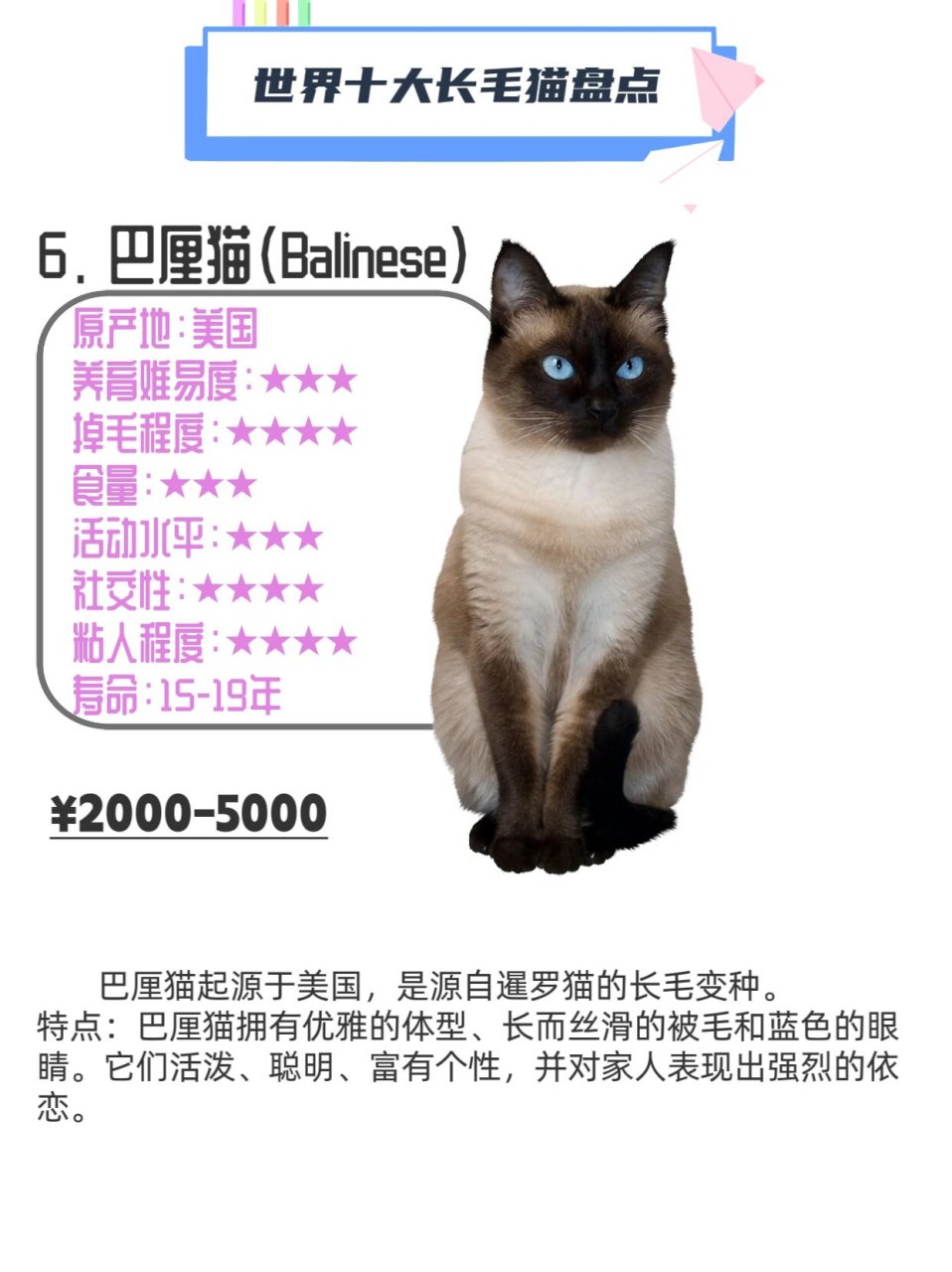 长毛猫品种大全图片