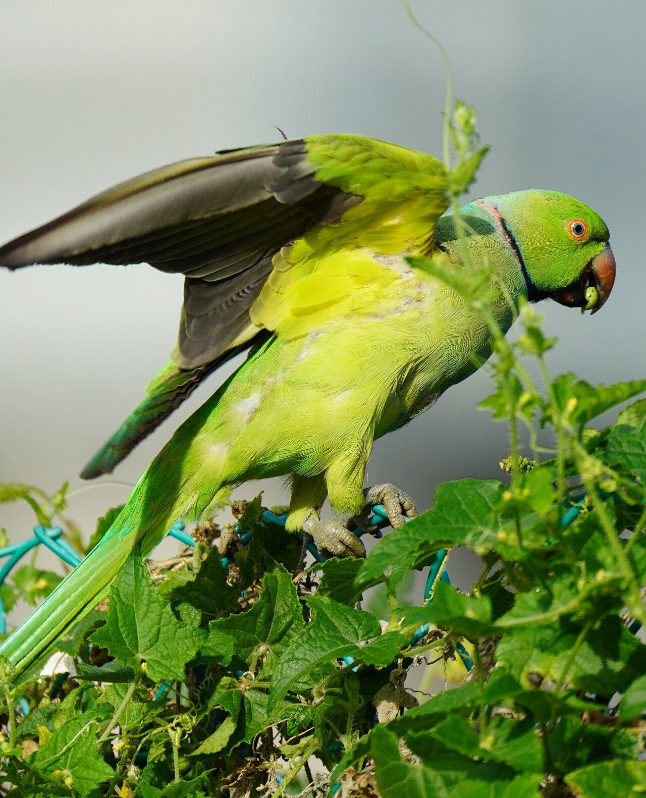 千姿百态～《红领绿鹦鹉》 又称玫瑰环鹦鹉,环颈鹦鹉,月轮.红嘴,蓝尾.