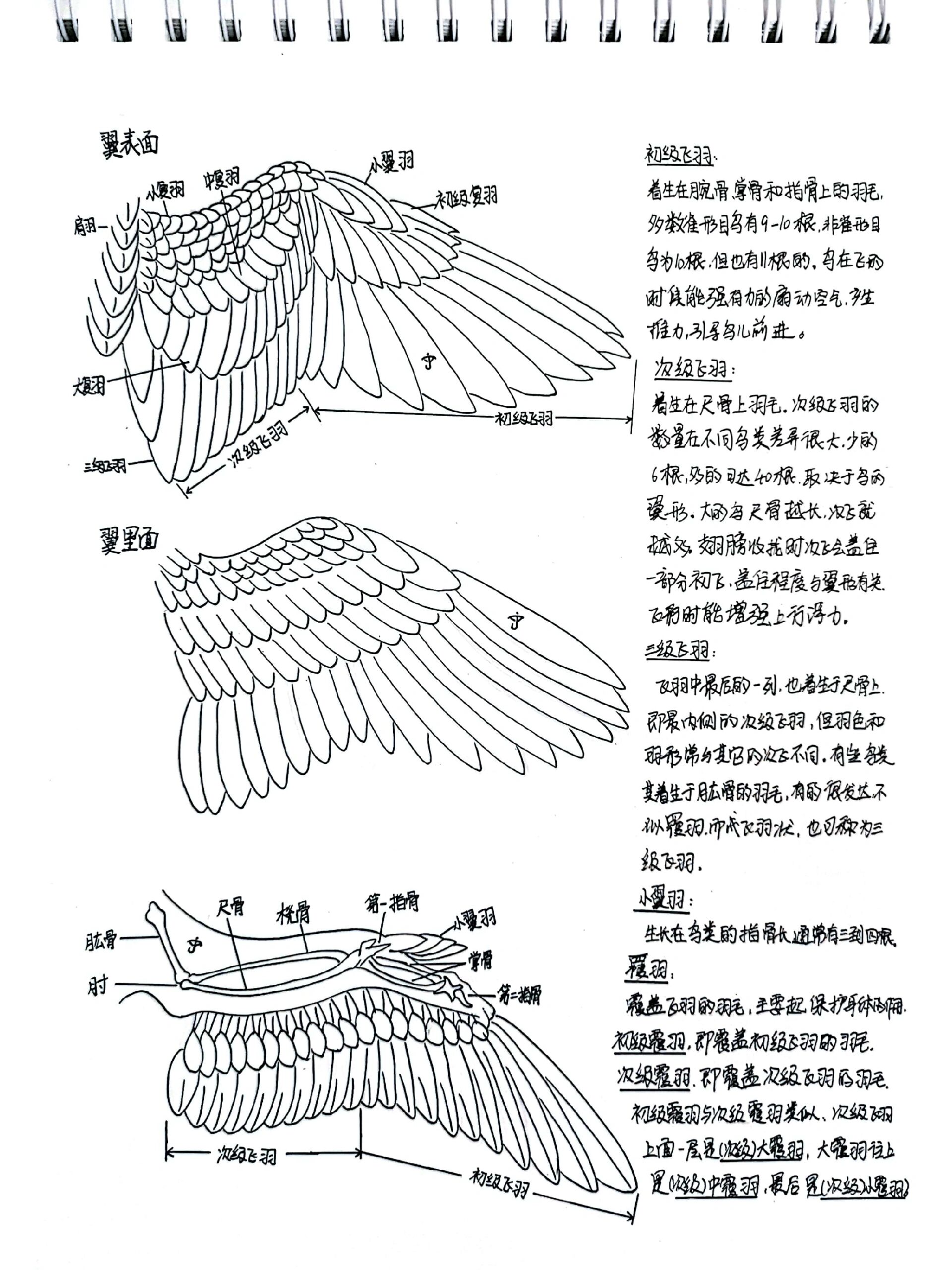 03画鸟必备基础知识:鸟翼羽毛的组织排列
