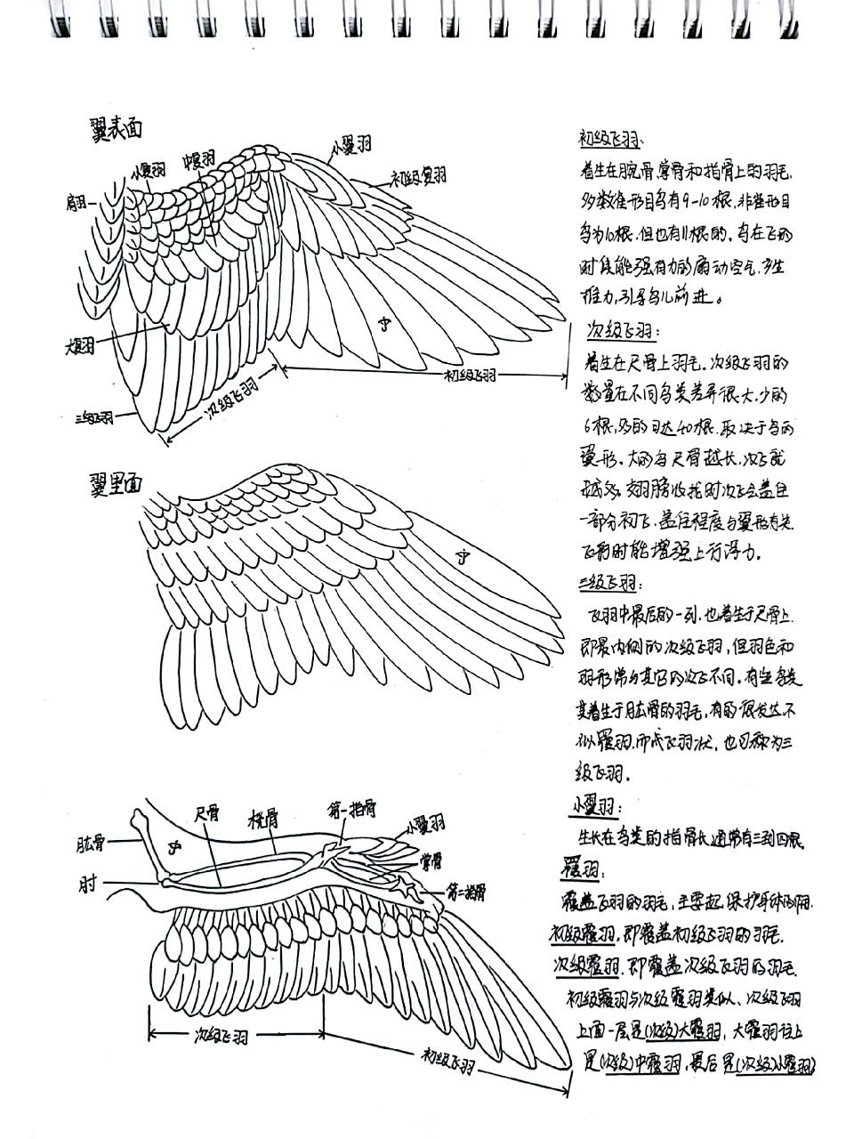 03画鸟必备基础知识:鸟翼羽毛的组织排列 鸟翼羽毛分为: 1,飞羽 初级