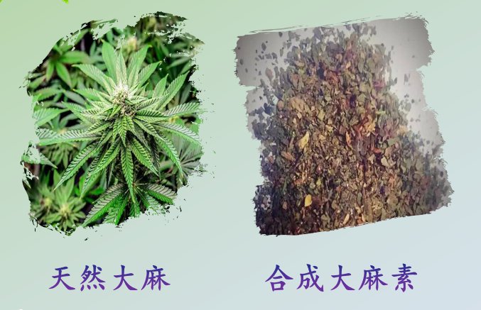这是一种兼具经济和医用价值的自然界植物,常被不法分子利用来制成