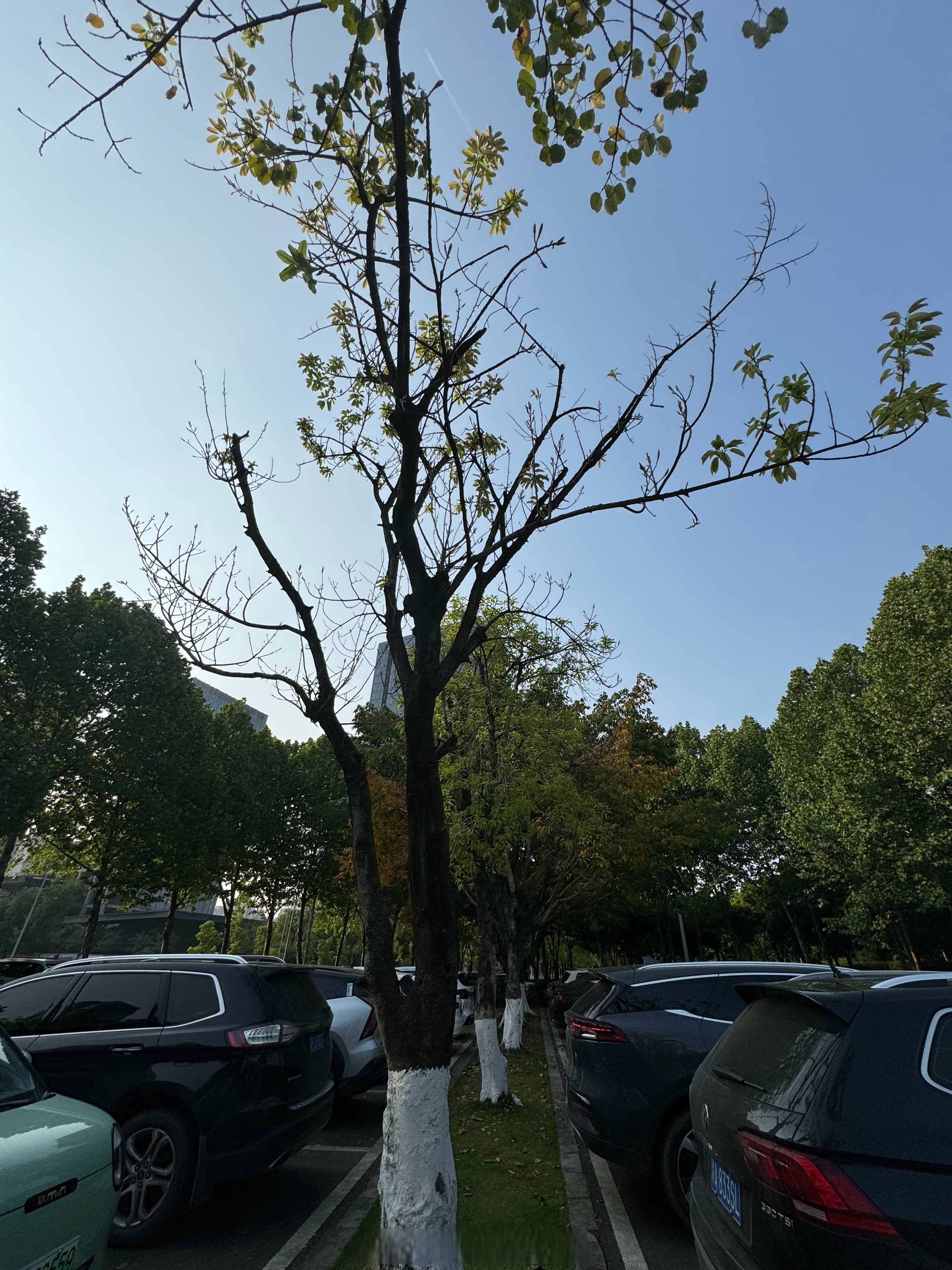 黄槐树是重庆的市树,经常看到任何季节都有树叶纷纷