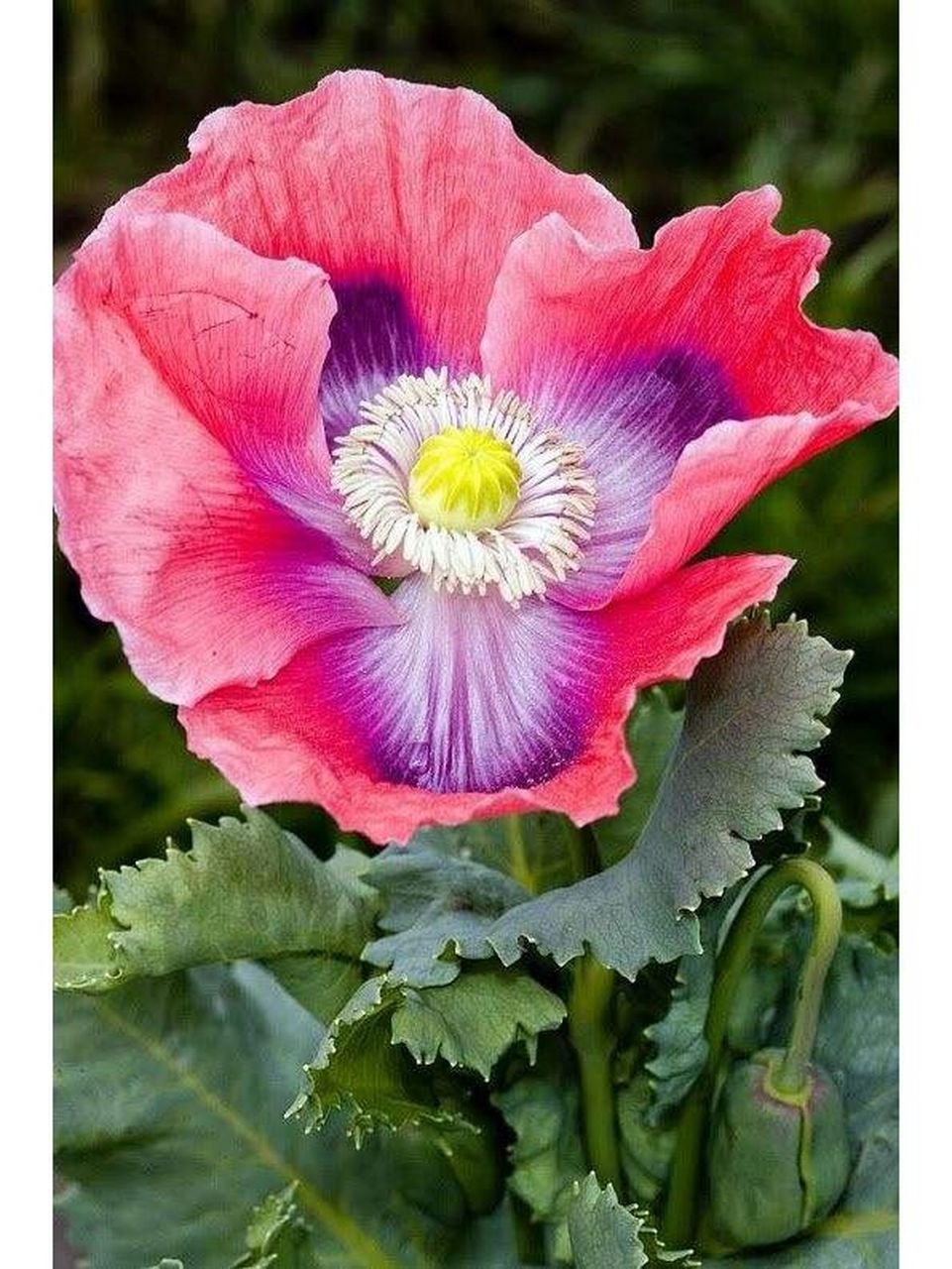 罂粟目,罂粟科植物.