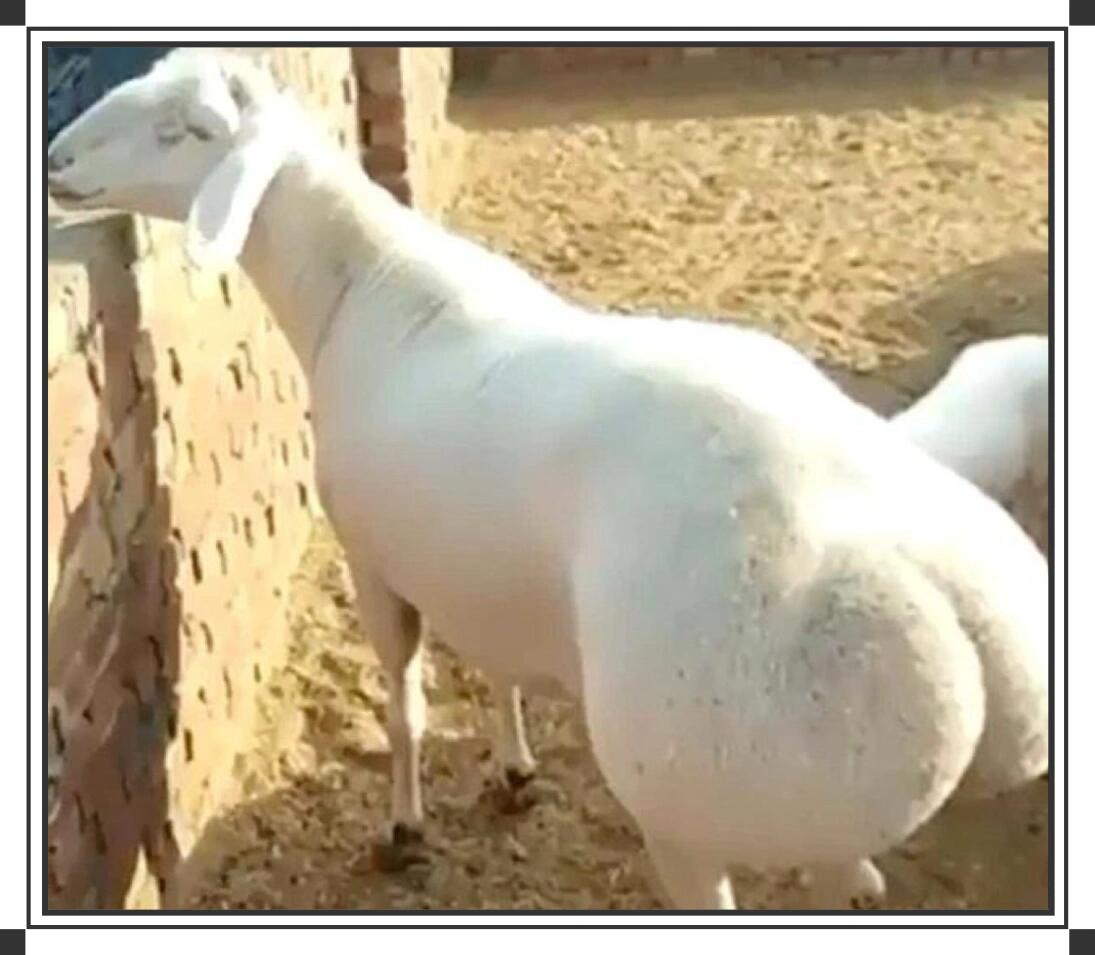 【羊尾巴油】美食怪咖·杏林奇葩 羊尾巴油,是中国著名"美食怪咖"之一