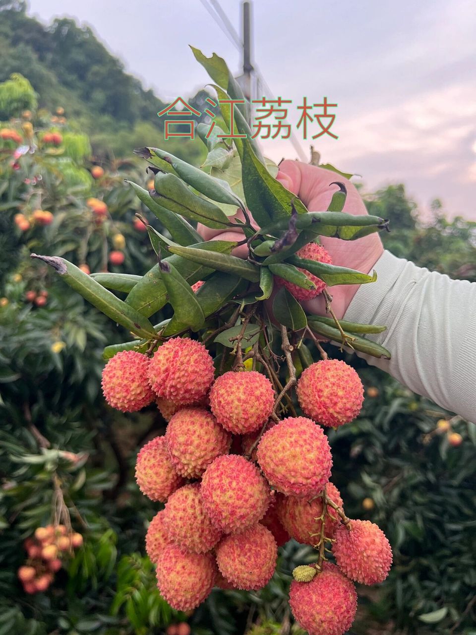 荔枝中的爱马仕———带绿荔枝 四川合江是中国荔枝的晚熟基地 四川