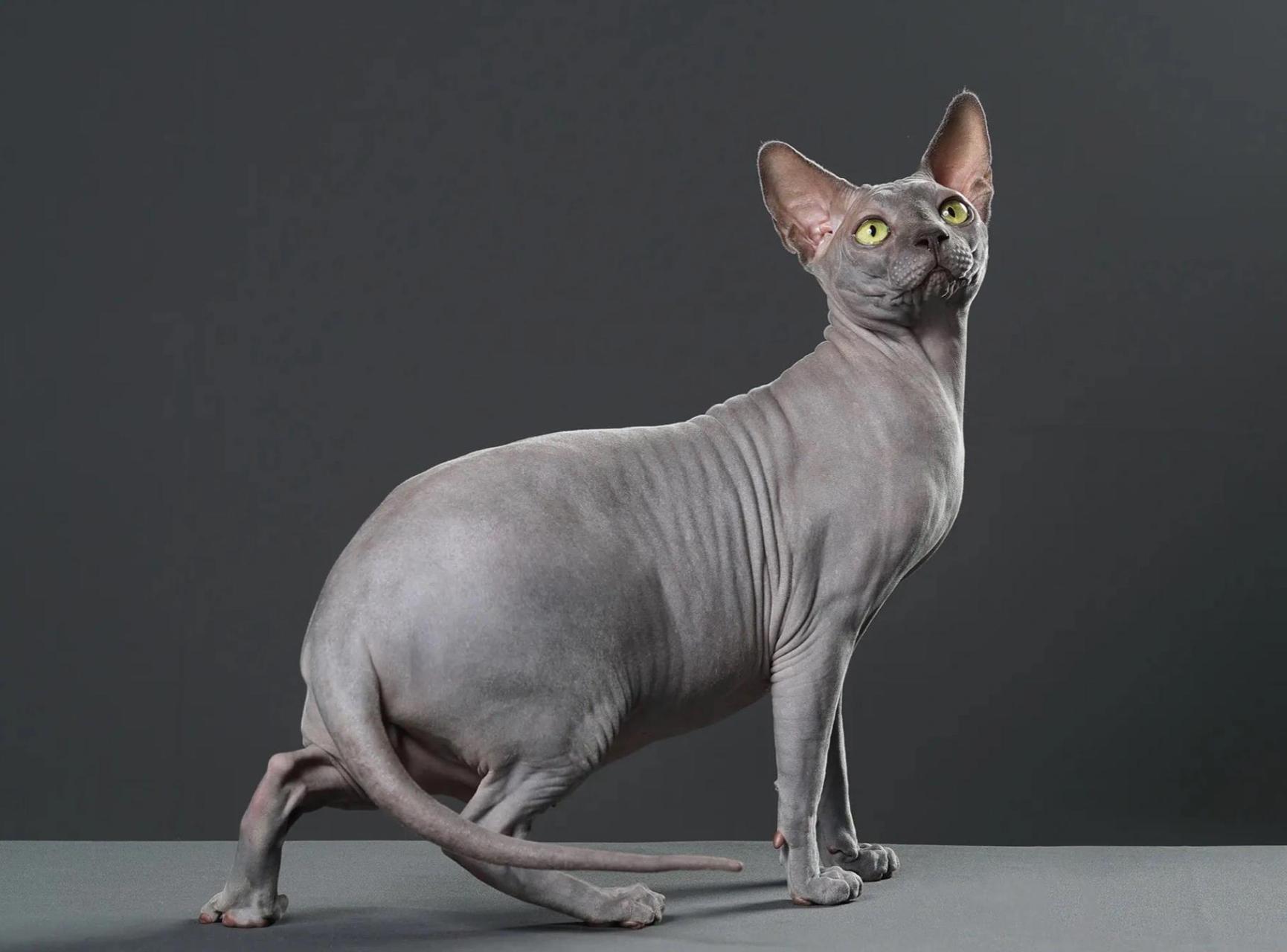 也叫加拿大无毛猫,又叫外星人猫, 又叫比鲁斯大人 智商排名第一的猫