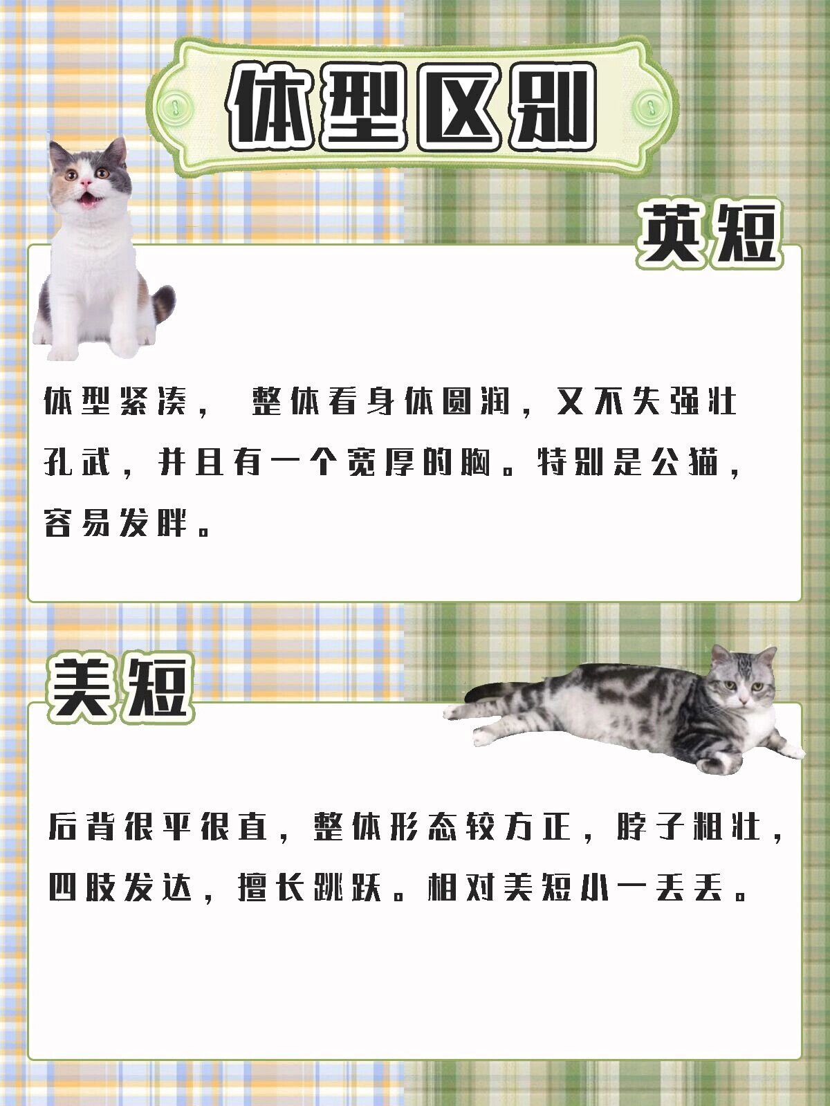 英短vs美短的区别,你知道吗7115