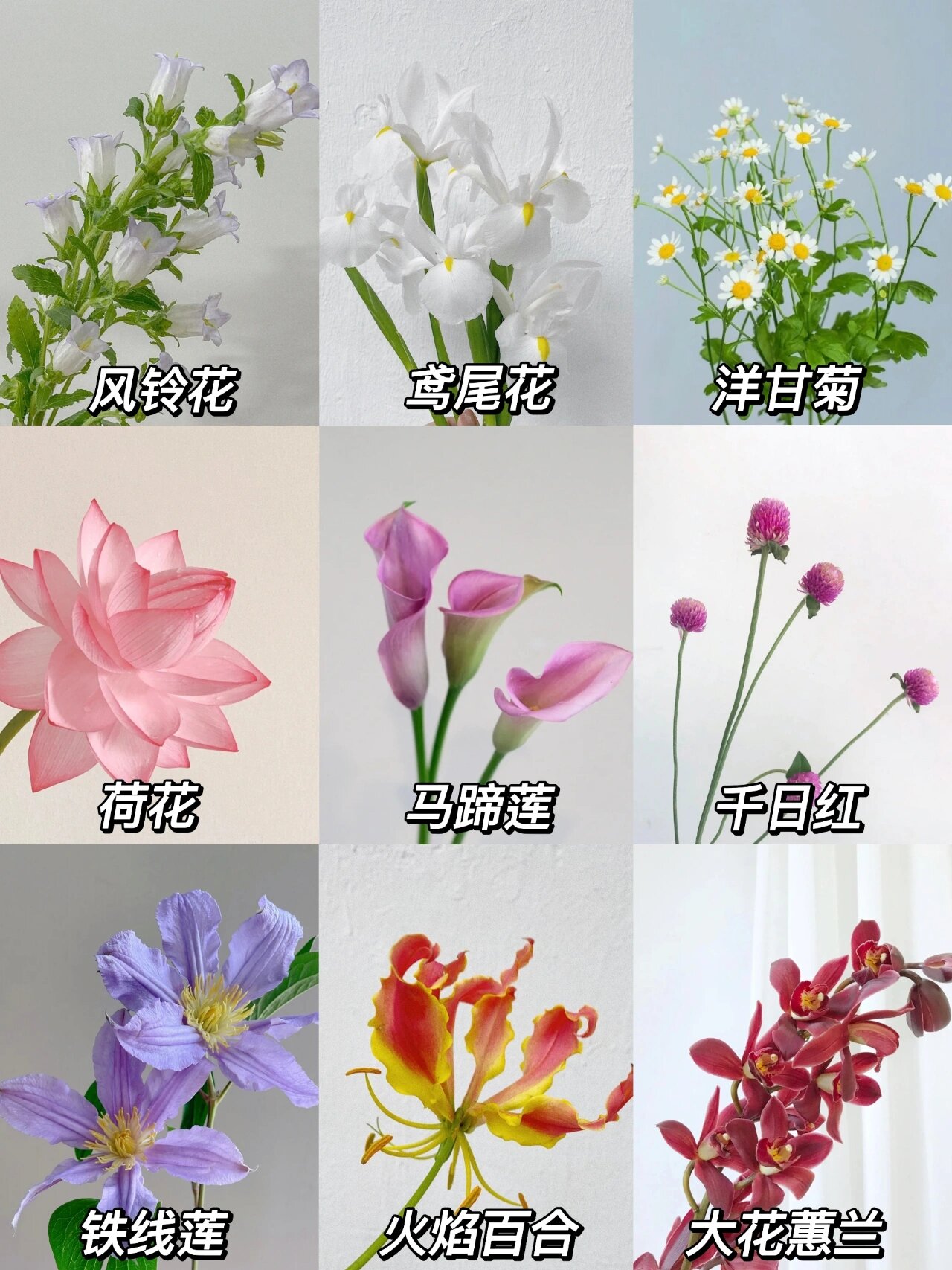 重瓣风铃花语和寓意图片