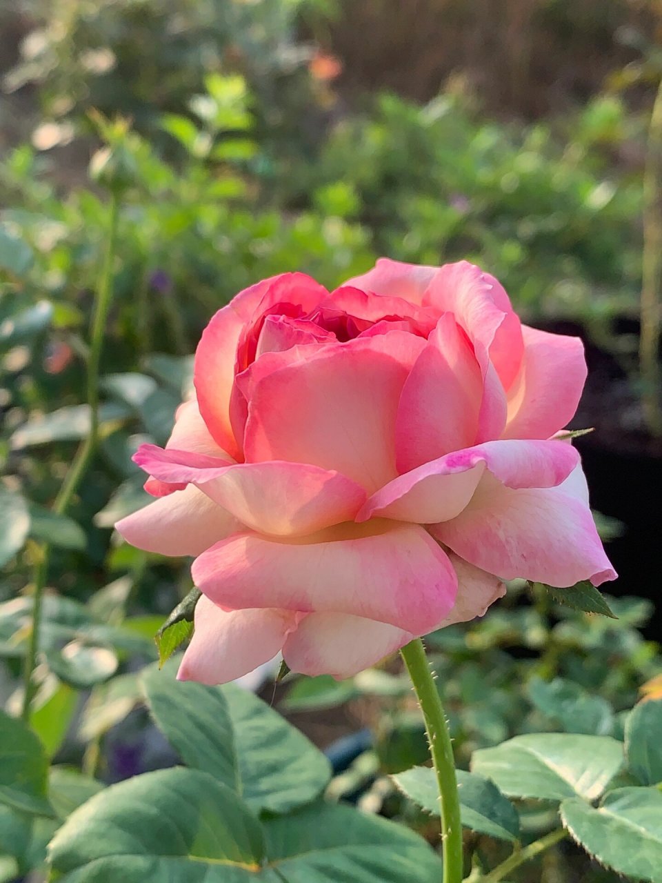 冷门破晓月季真的很优秀 耐热耐晒耐雨,花大又香,可藤可灌,丰花勤花.