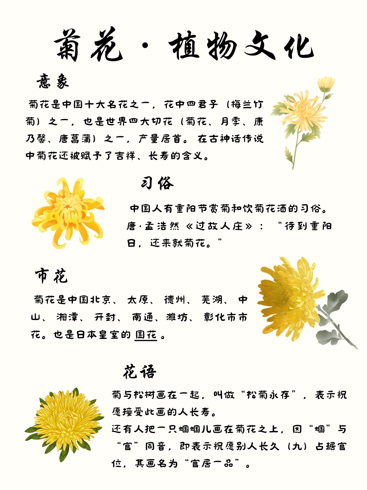 菊花种类名称及图片图片