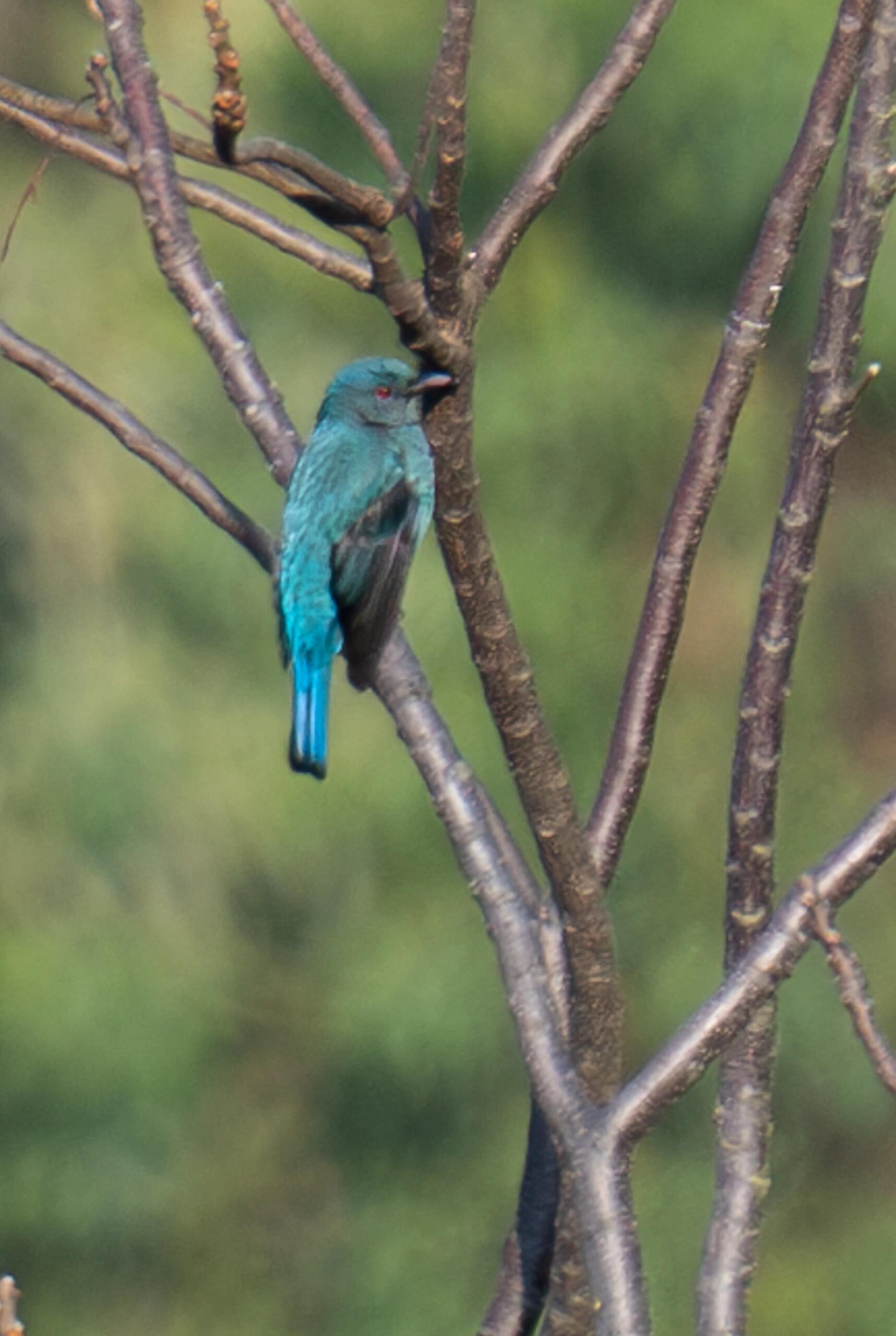 和平鸟|云南犀鸟谷