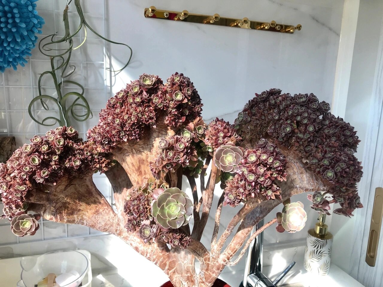 急不得,也没法急,养缀化的终极目标就是盼望它有朝一日能够变成朵朵缀