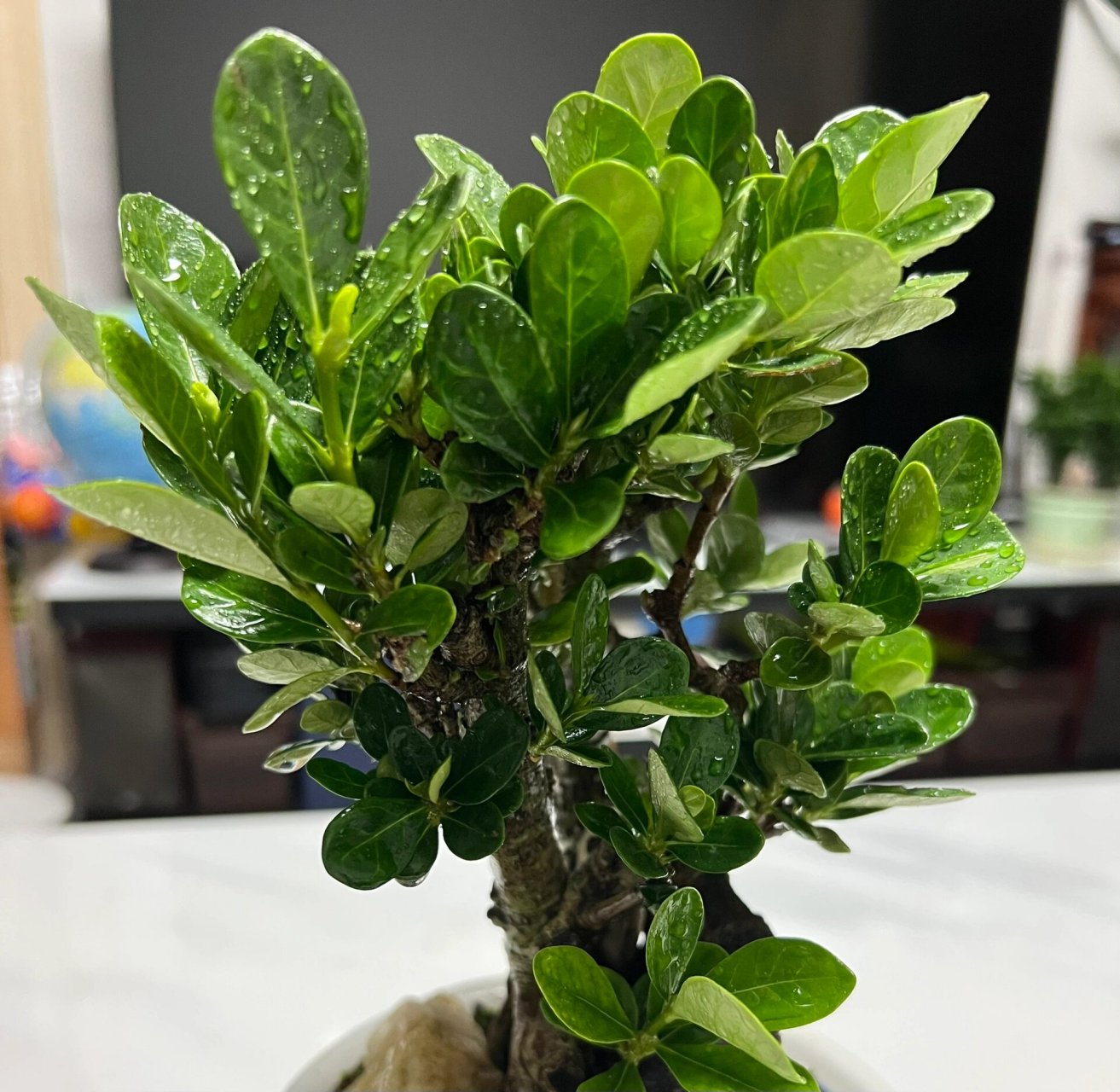 达摩栀子花 达摩栀子花,因其叶子圆钝,又名丸叶栀子花,属日本品种.