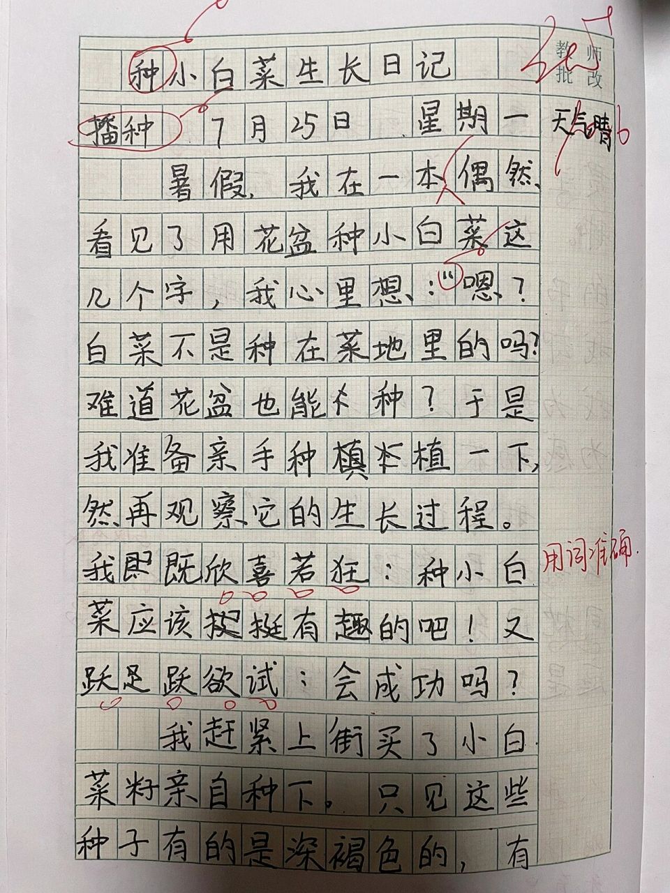 四上习作三:观察日记之"小白菜生长日记"