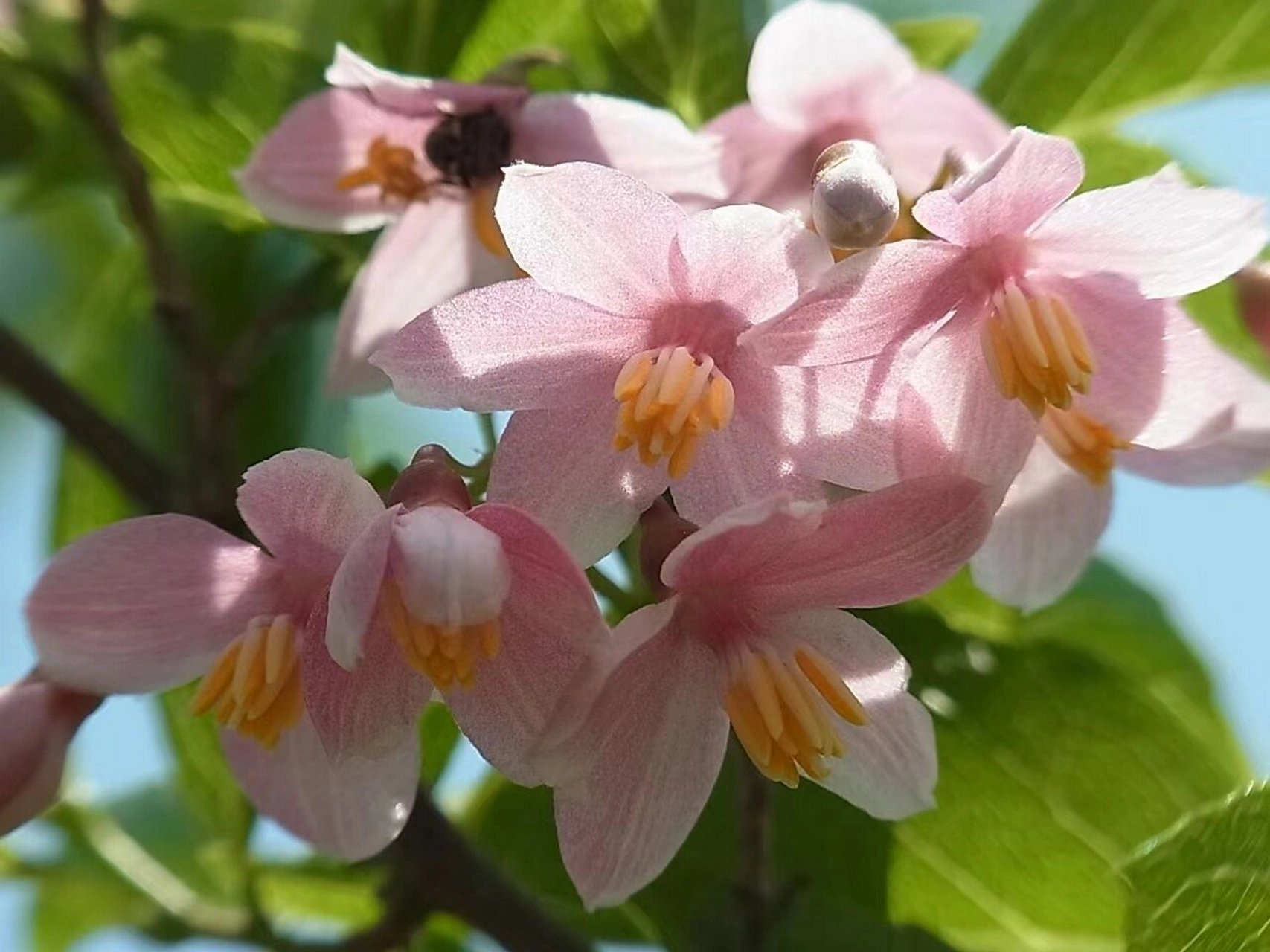 木本新品:樱花的外表茉莉的香 『粉花野茉莉』96 日本进口母本扦插
