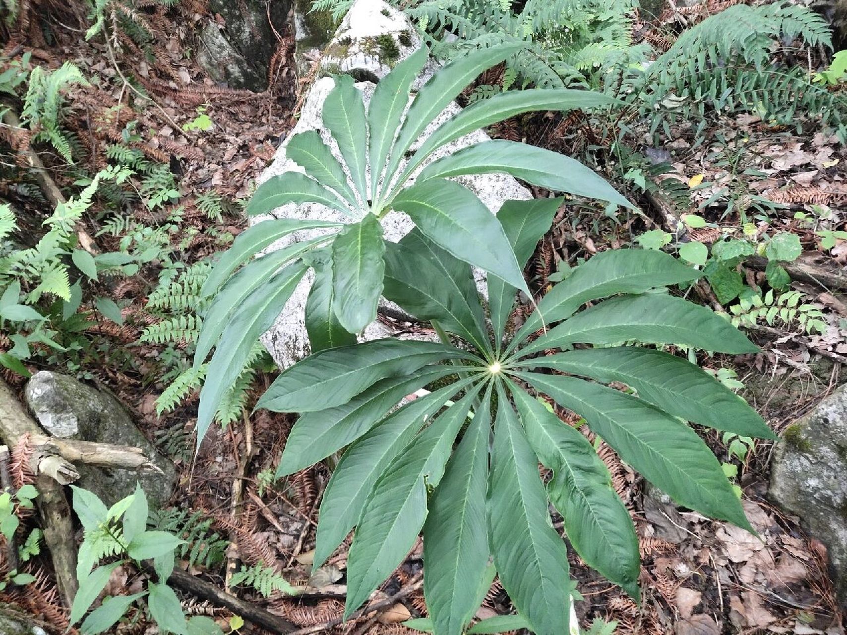 天南星(野魔芋) 记:于2022年五月四日于某乡间小路所见 续:天南星味苦