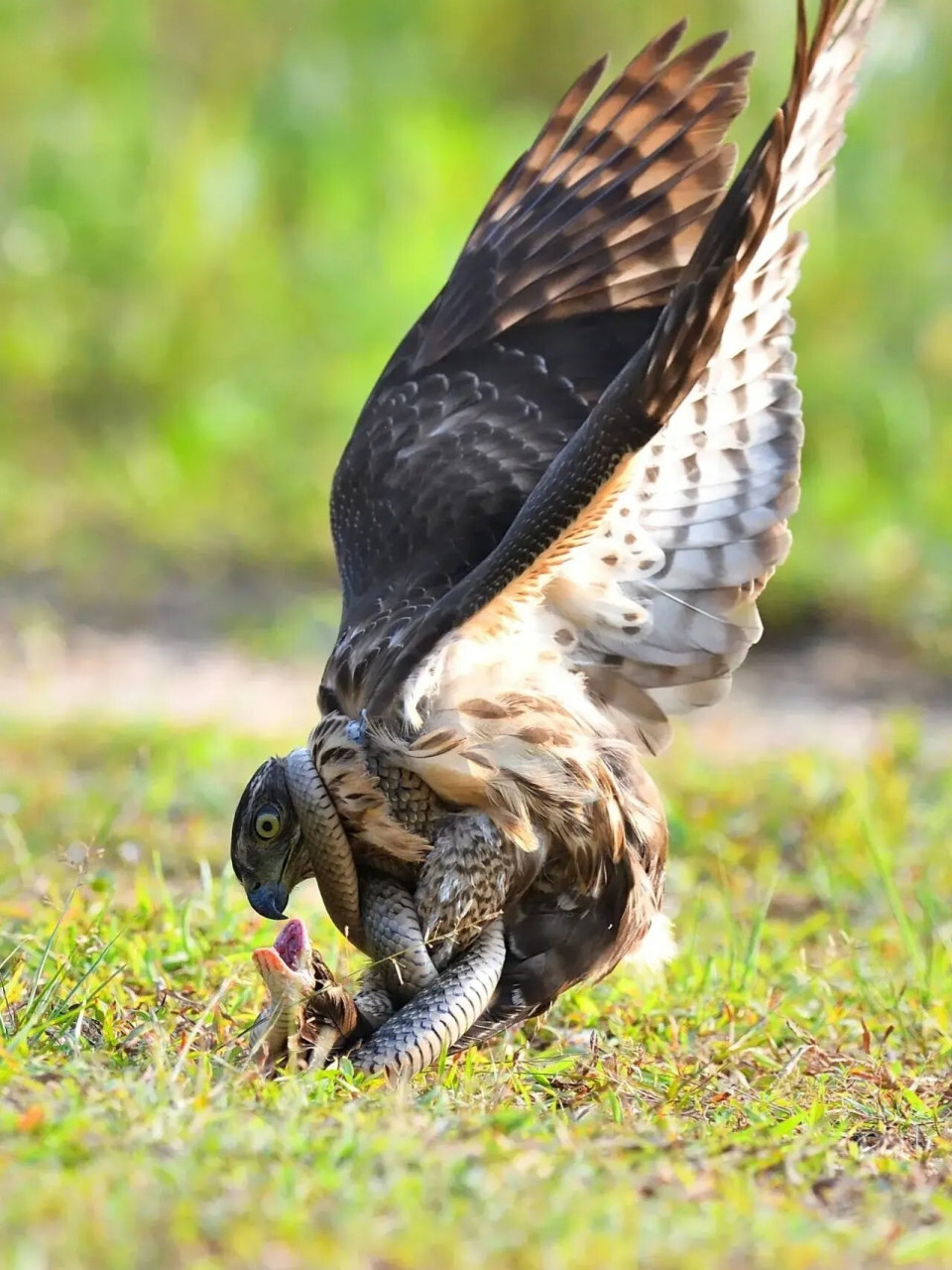 老鹰抓蛇之战 转发一组最精彩的照片,老鹰抓97之战.