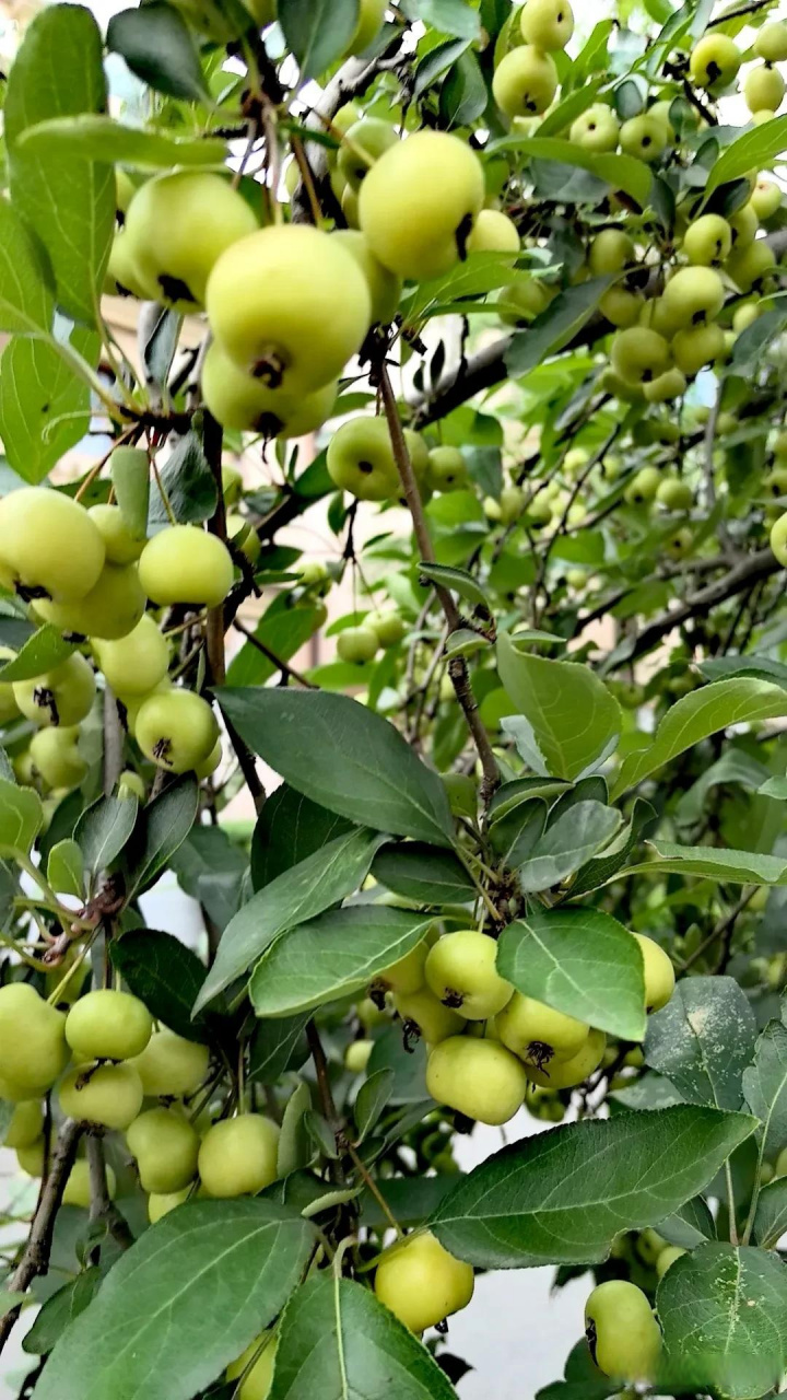 花红树果实图片图片