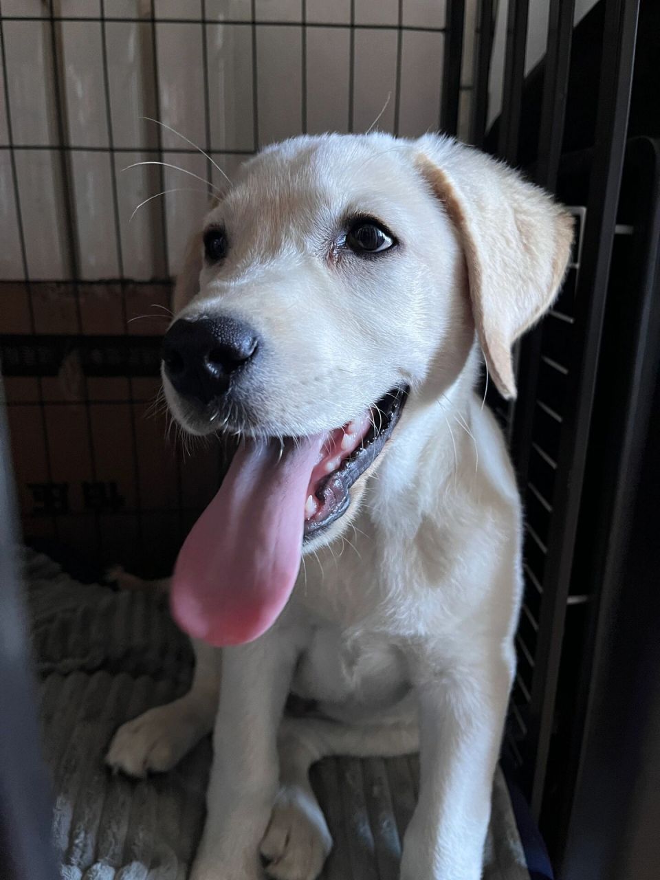 狗没事儿爱伸舌头是怎么回事!