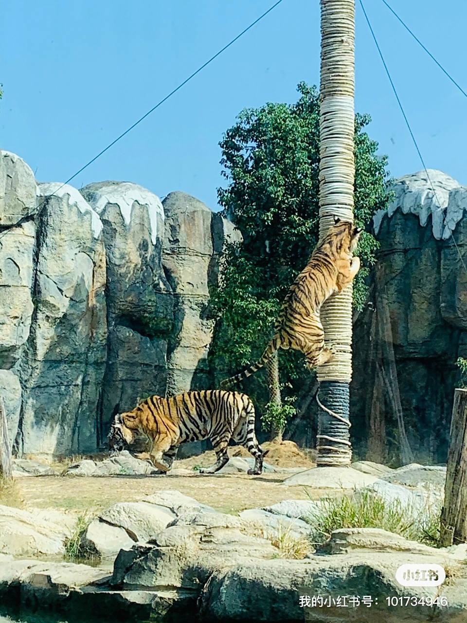 福清永鸿野生动物园 福清动物园 门票:128/人.
