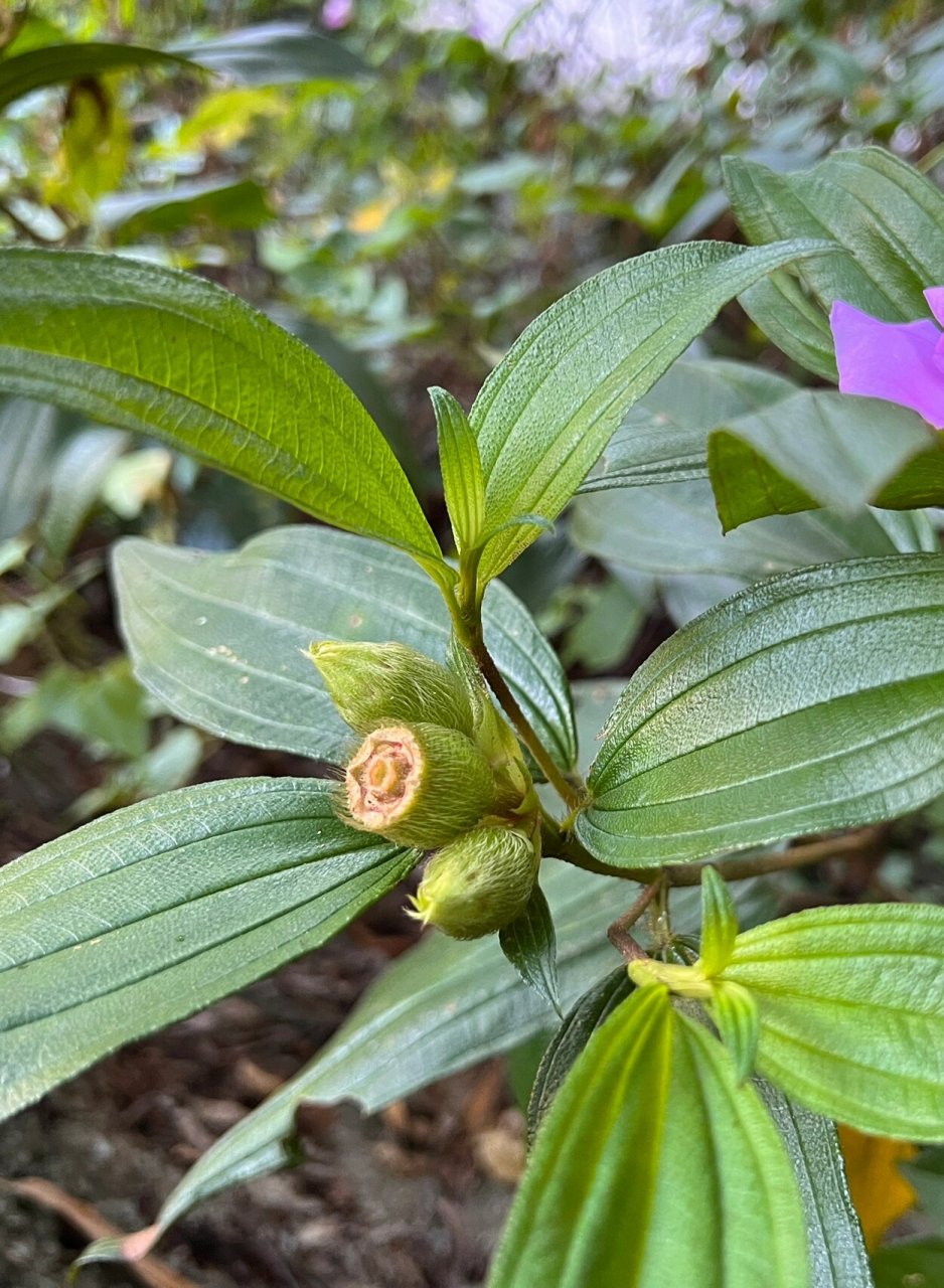 80: 野牡丹 野牡丹(melastoma candidum d. don):灌木,高0.5-1.