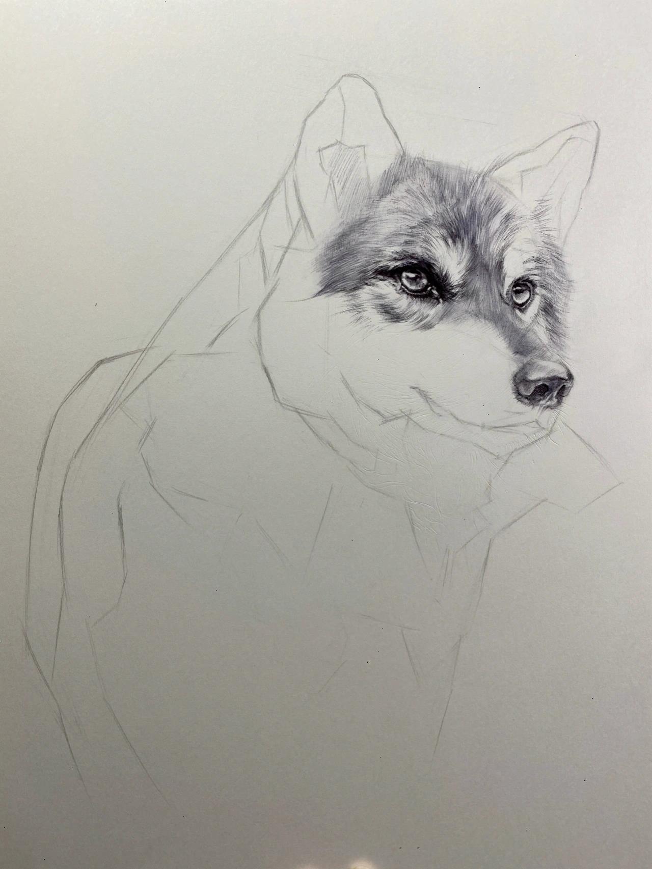 素描动物-狼(有点像狗)及一些作画步骤