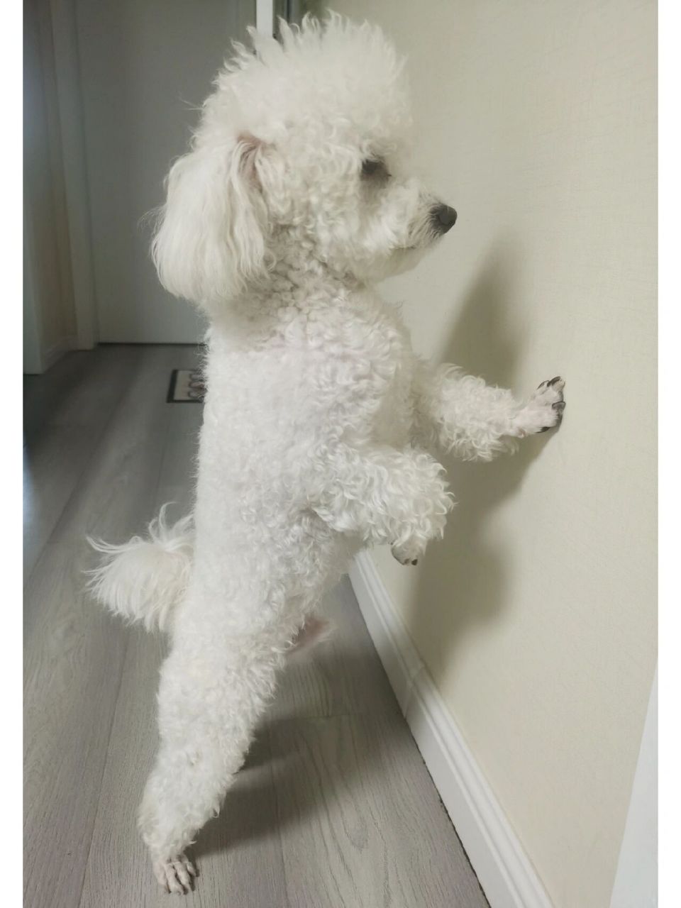 比熊剃光了长什么样子 一冲动,给狗子剃光了,发现颜值差距不是一星