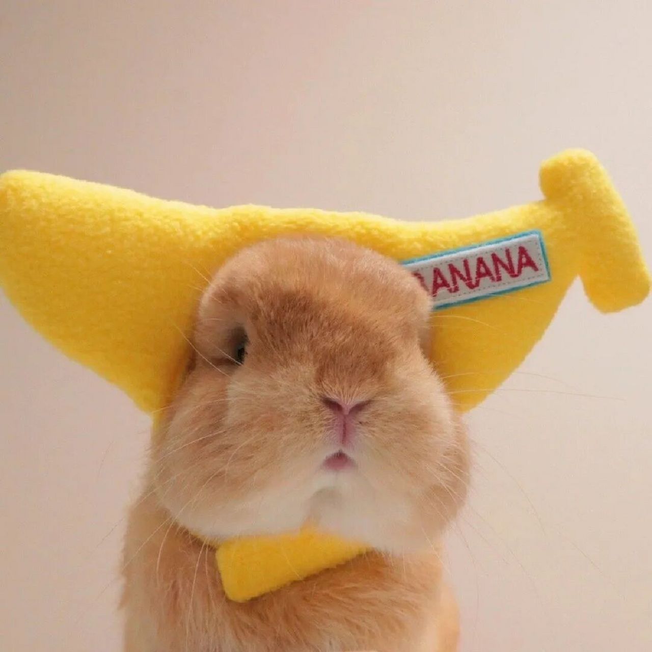 可爱兔子头像|搞怪小众闺蜜 情侣头像 #可爱头像# #头像##兔子##闺蜜