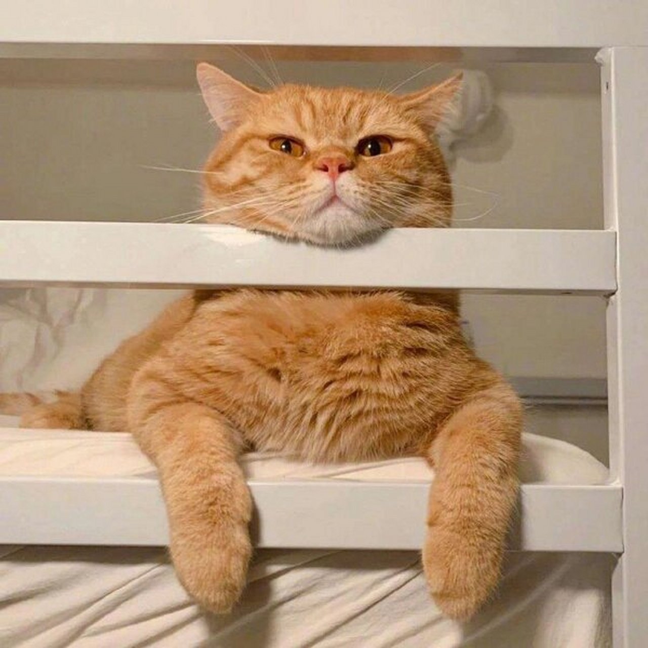 可爱橘猫头像第一弹 喜欢萌橘头像的自取去水印或者私信我7.