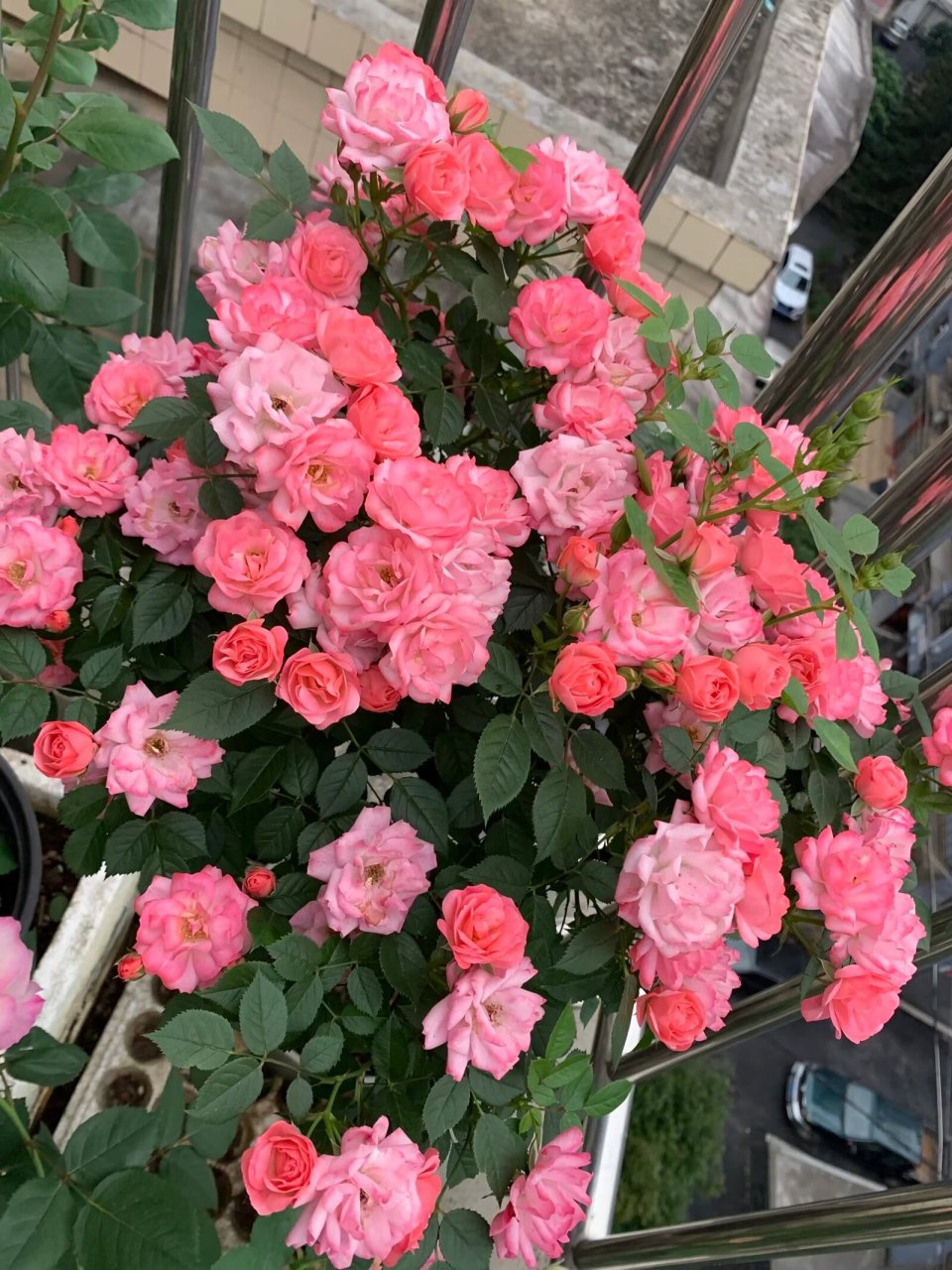 月季品种四:和谐 和谐:丰花,复花快,抗性好,耐雨耐晒