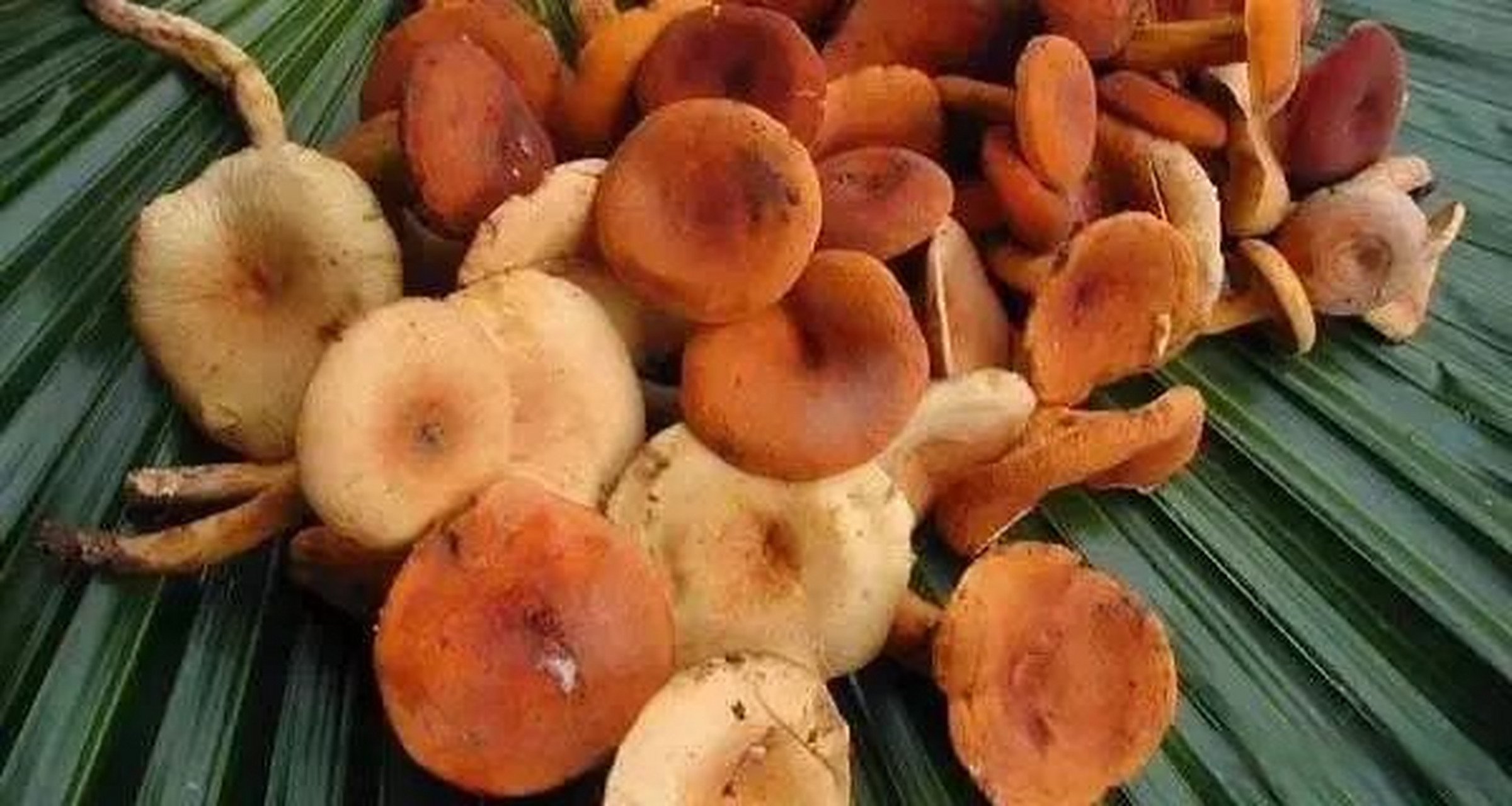 奶浆菌最显著的特征就是损伤或弄断身体的任何部位都会流出像牛奶一样