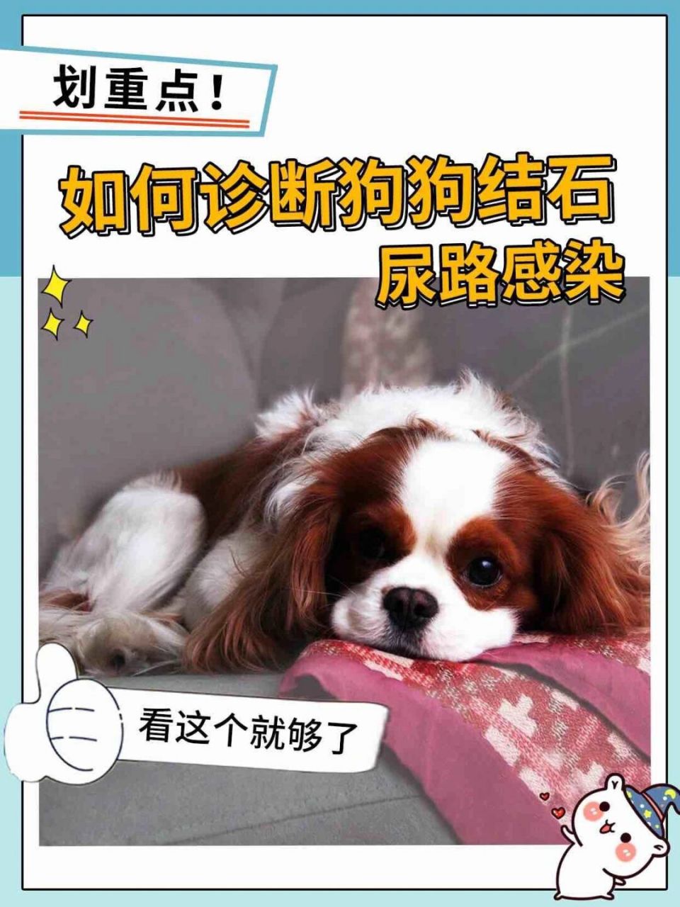 如何诊断狗狗结石尿路感染,看这个就够了 一,尿检 010101 1.