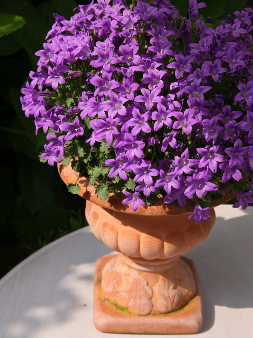 丹麦风铃草养护,分享这棵已养三年的经验!