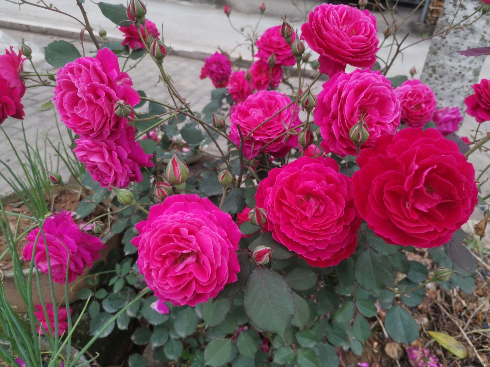 月季识别,本地话叫月月红,软香红 这是去年夏天扦插的不知名的红色本