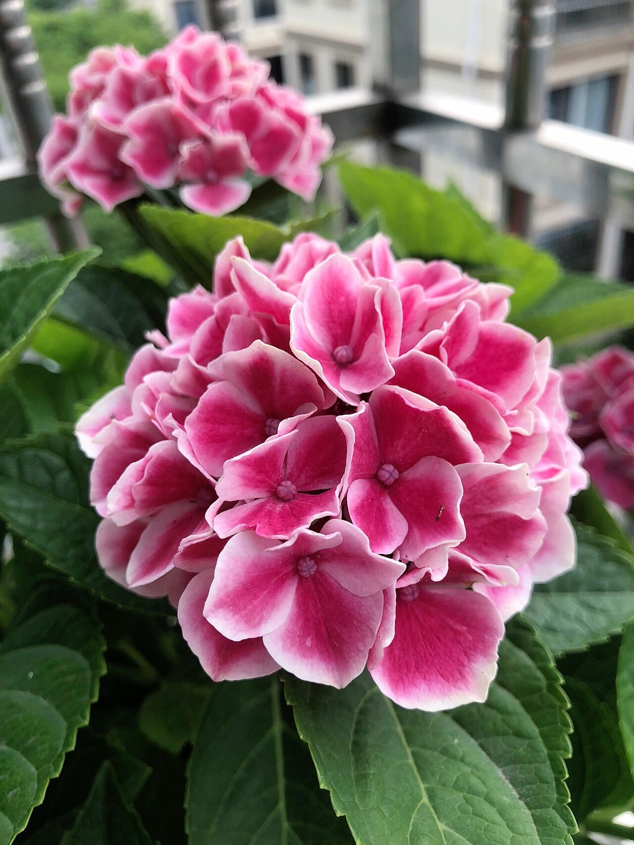 魔幻精灵,每年都不想调蓝 好爱这种带白色边边的绣球,从魔幻精灵到万