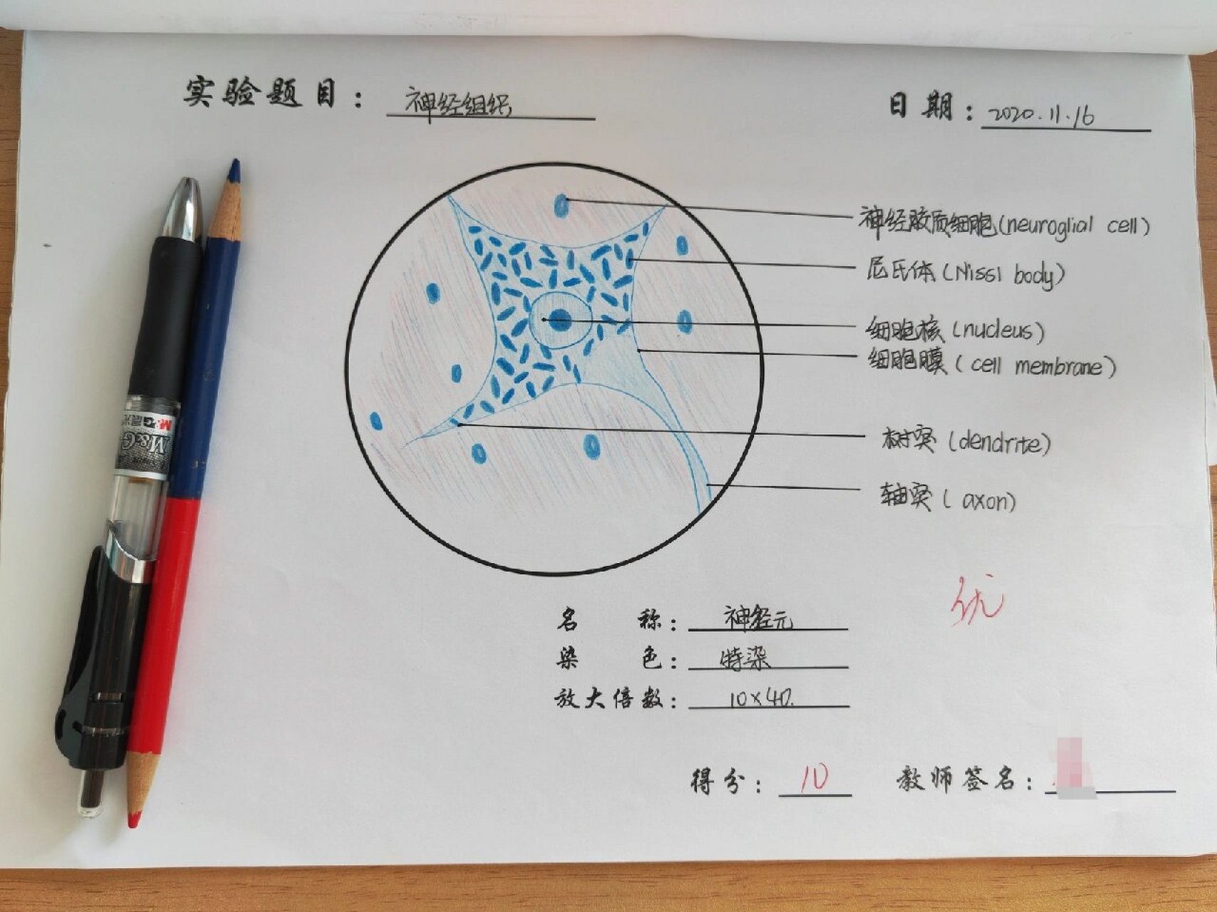 神经元 耳红蓝铅笔图 实验课作业