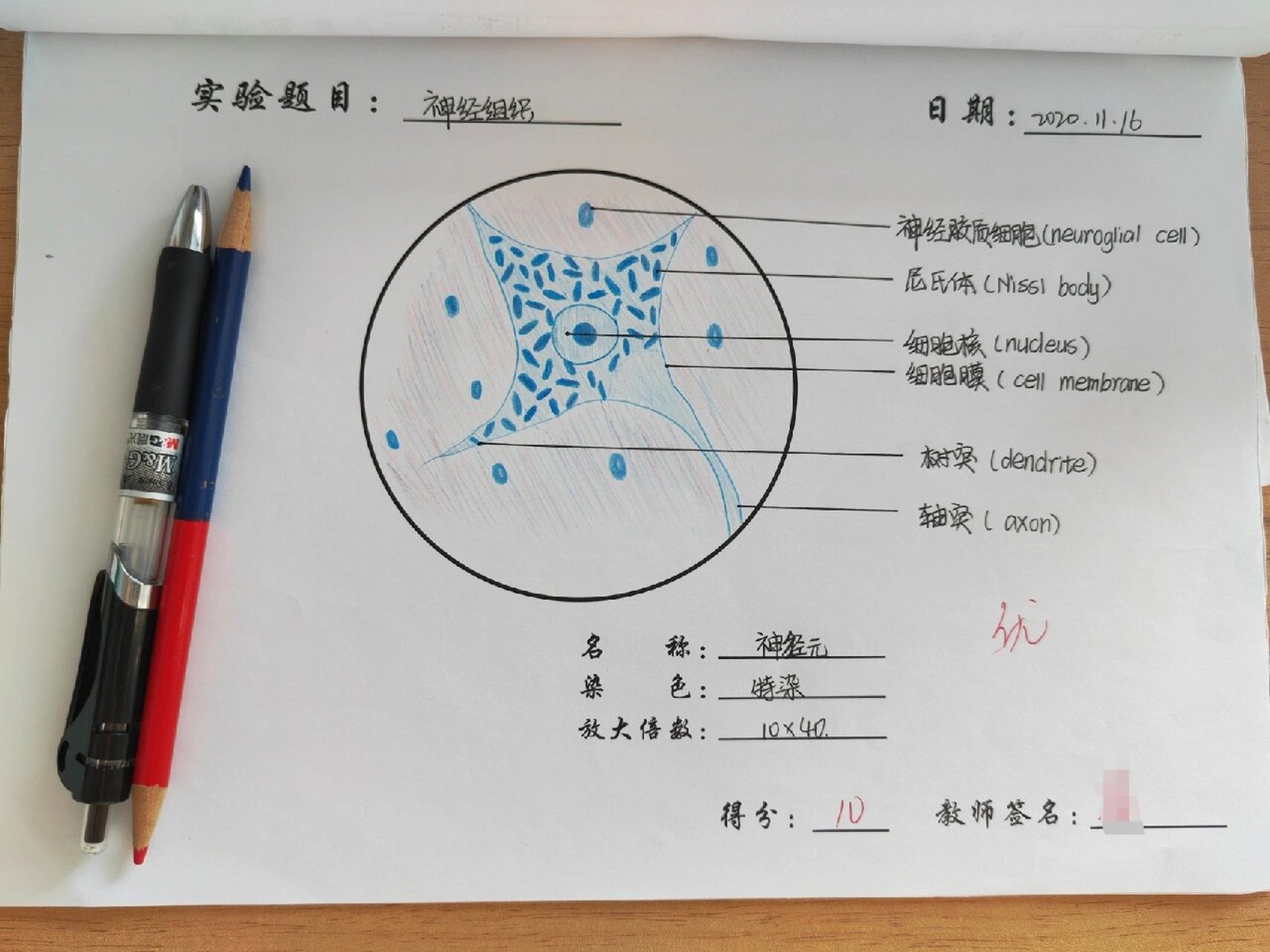 神经细胞结构图手绘图图片