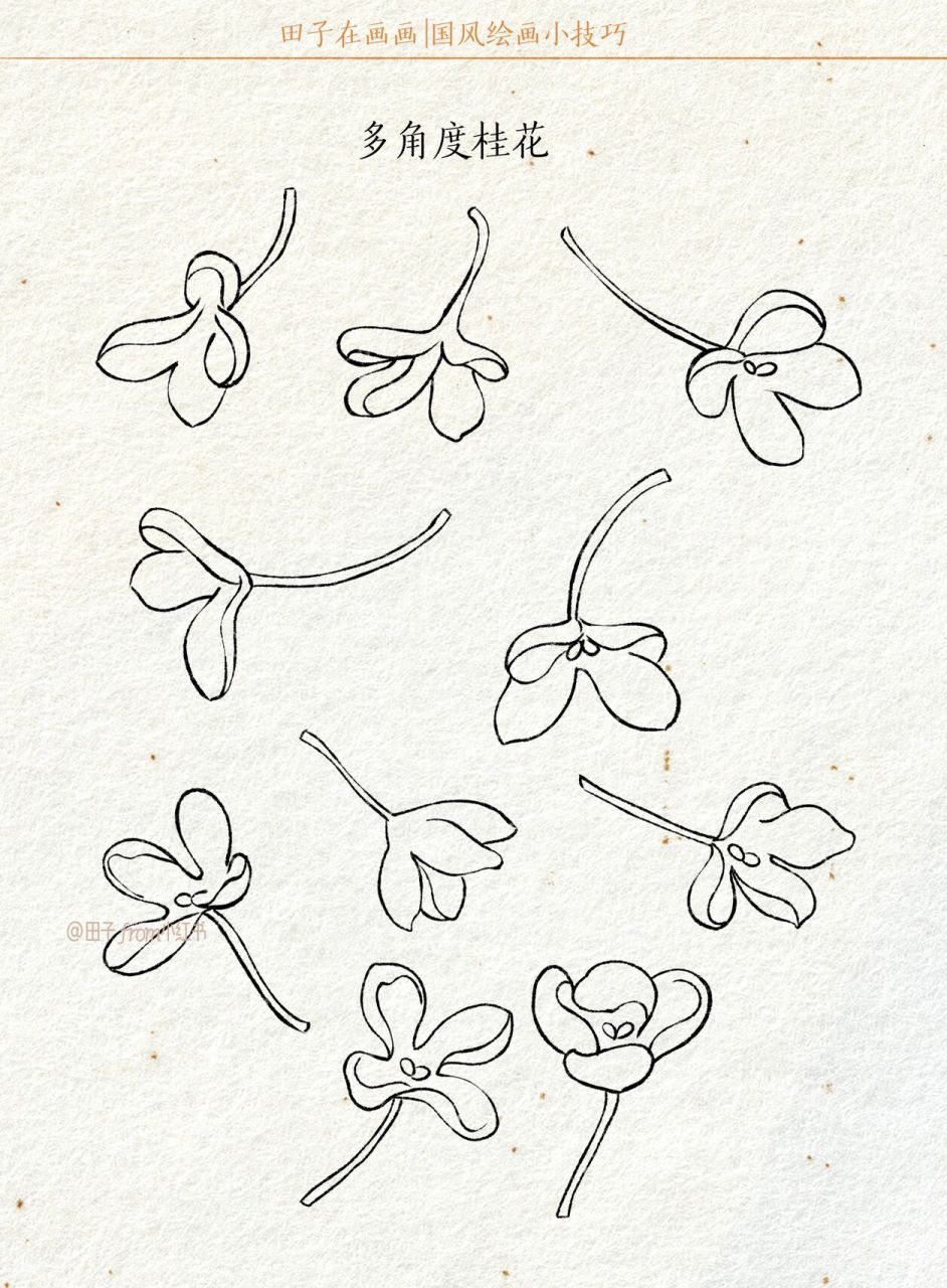 学习一下桂花的画法,喜迎中秋节