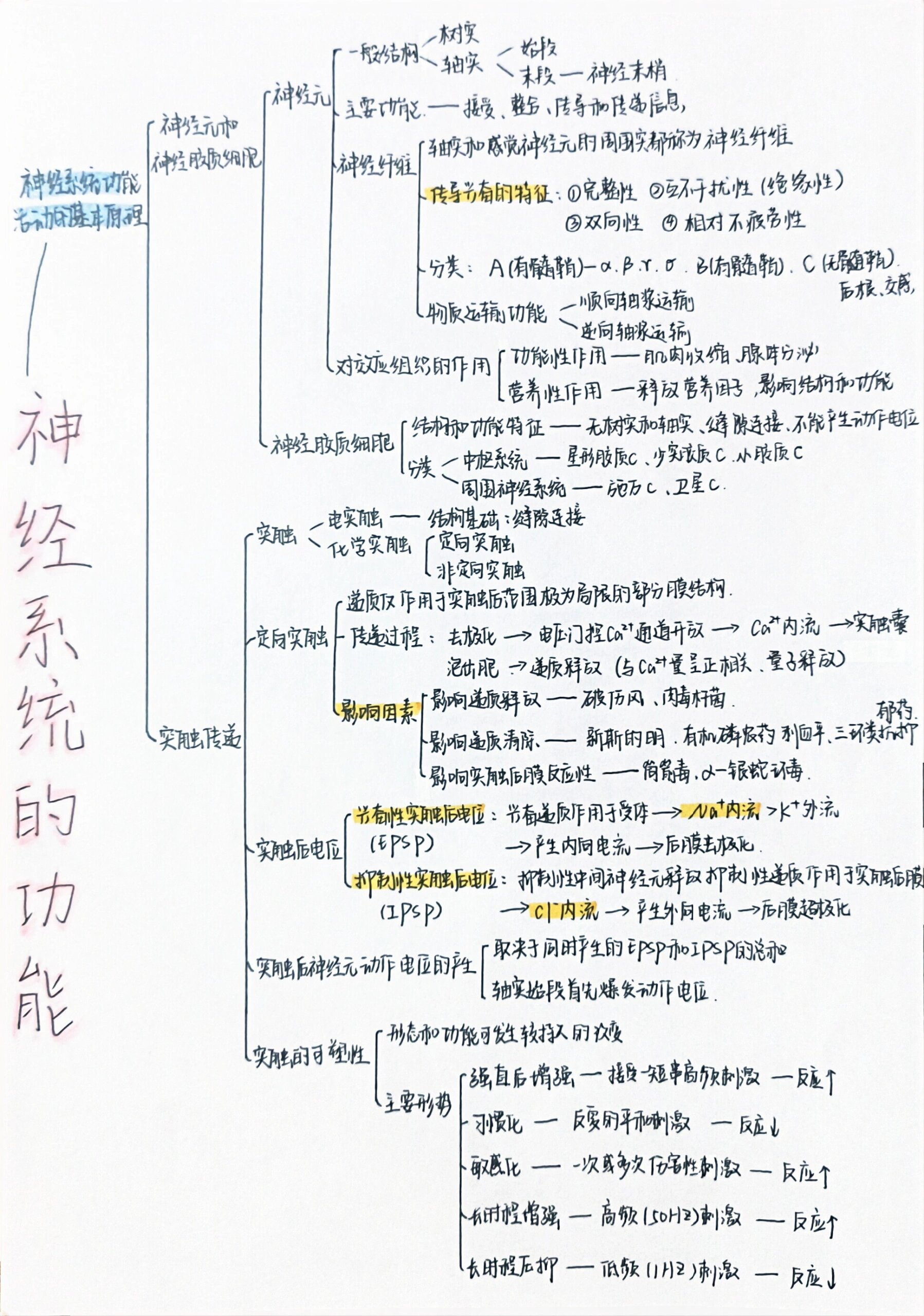 人体神经系统思维导图图片