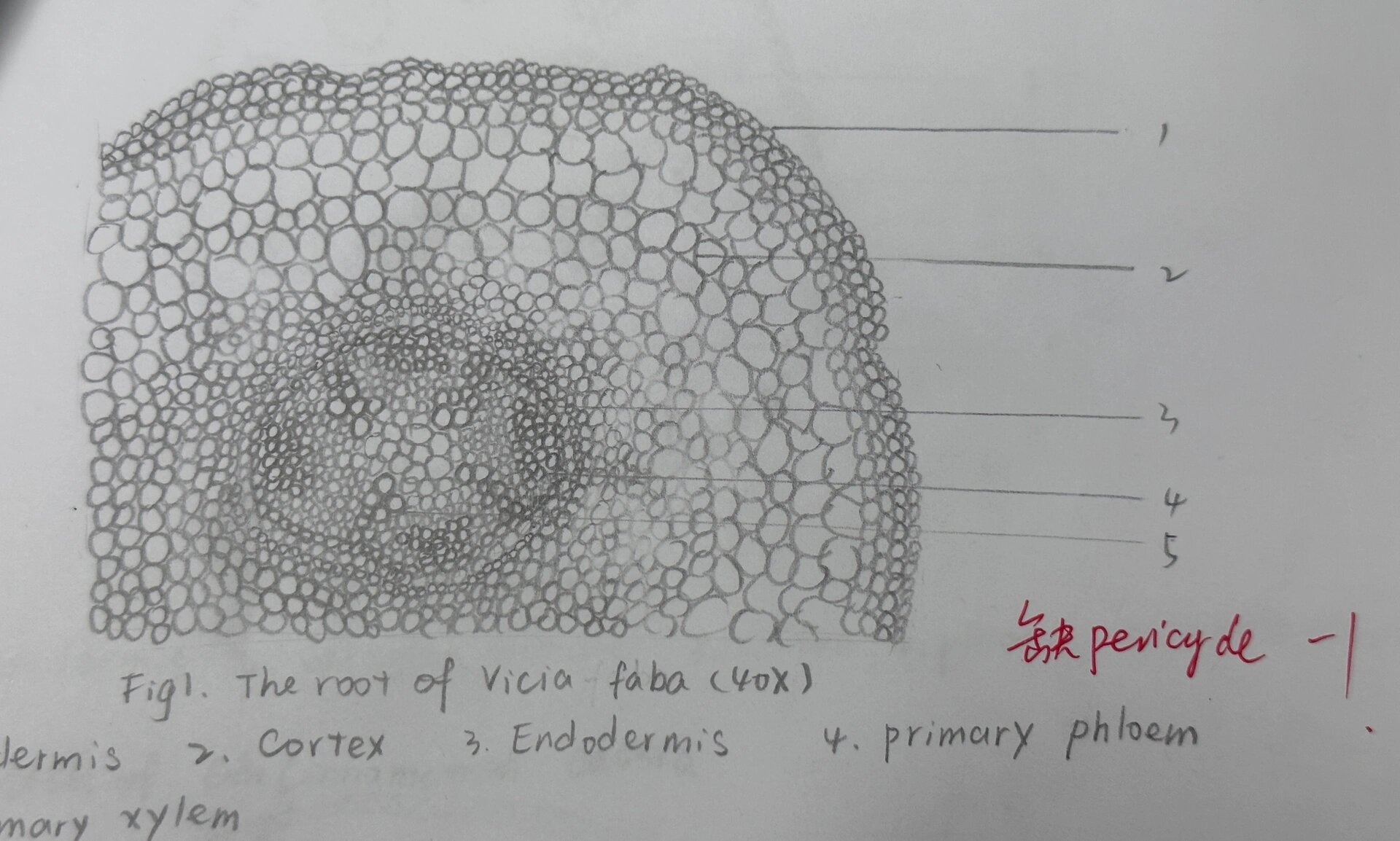 蚕豆老根横切结构简图图片