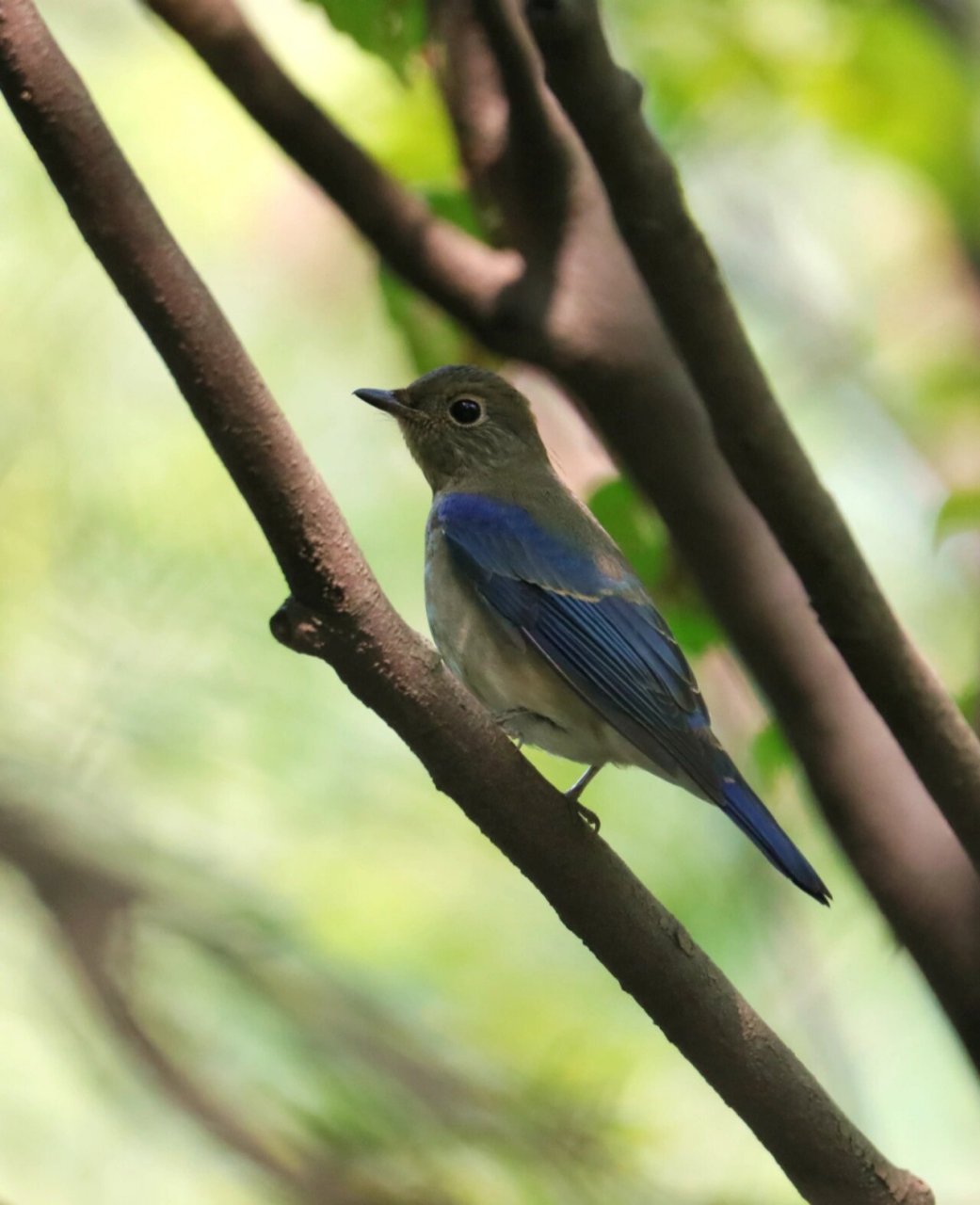 野拍～白腹蓝姬鹟 昨日野拍,白腹蓝姬鹟.