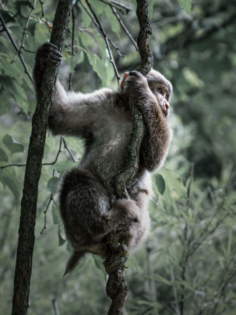 这张藏酋猴照片是我参加由小红书组织的国家公园巡山员活动期间拍摄的