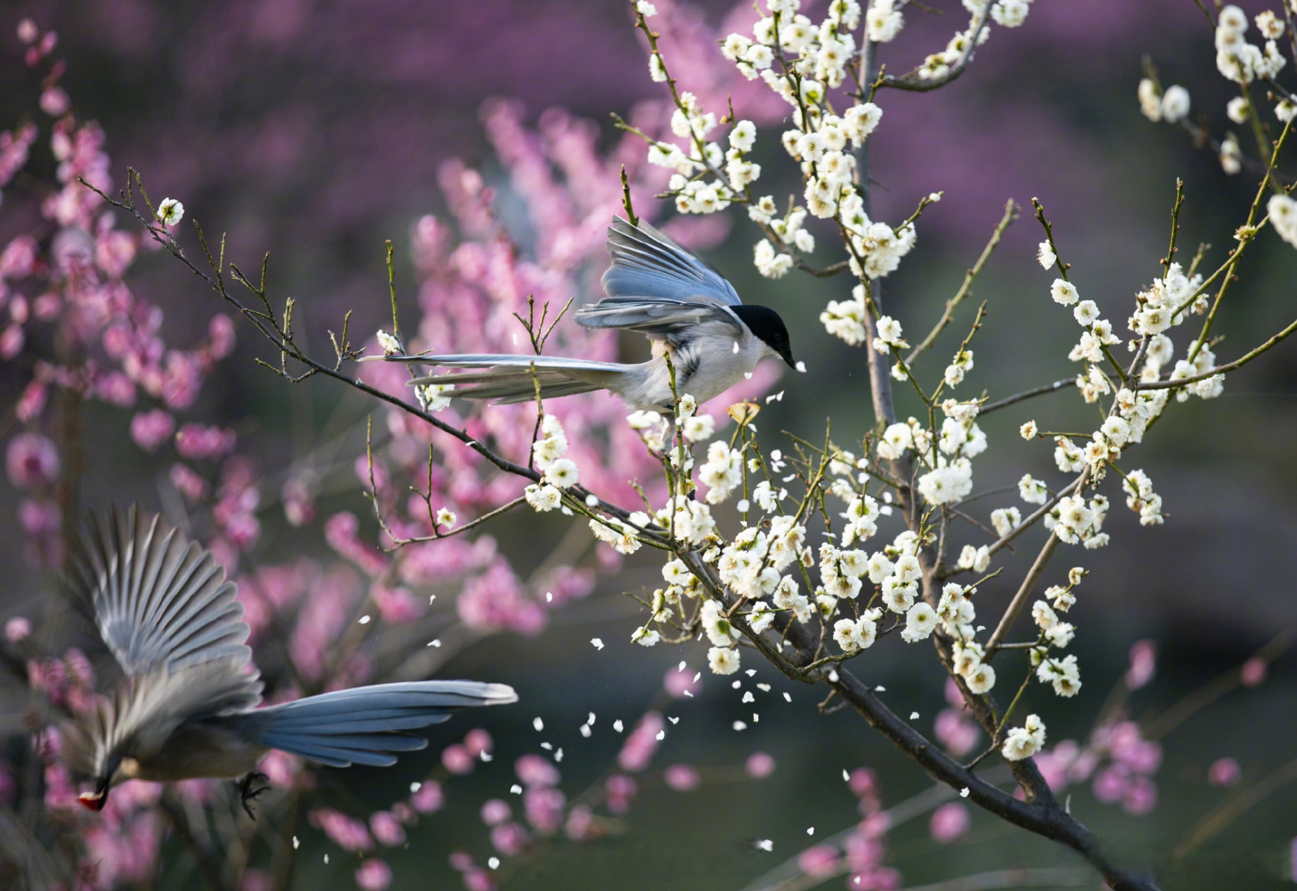 宛若一幅春意盎然,喜庆吉祥的国画↓↓   #灰喜鹊梅花间觅食美如画