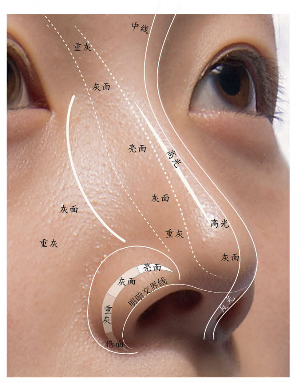 鼻子结构造型理解与范例整理 每个人的鼻子稍有不同,理解构造和规律是