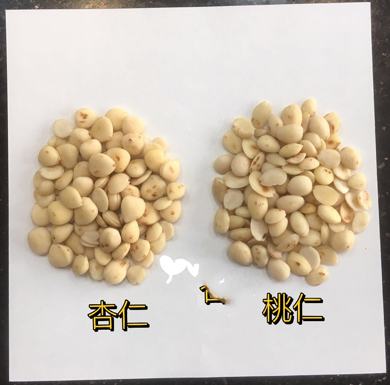 91苦杏仁和桃仁之傻傻分不清楚91 苦杏仁和桃仁在外形上的区别