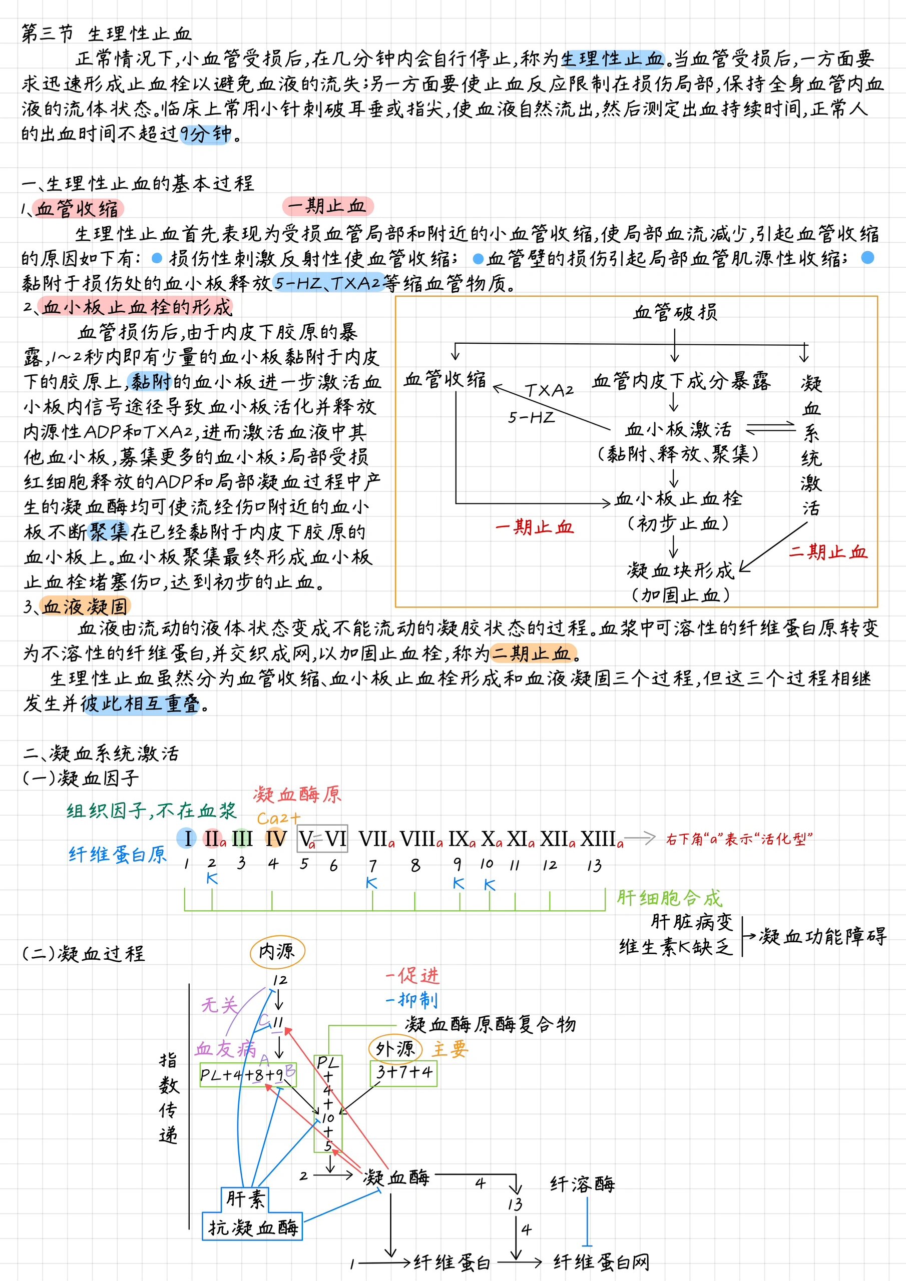 造血过程图片